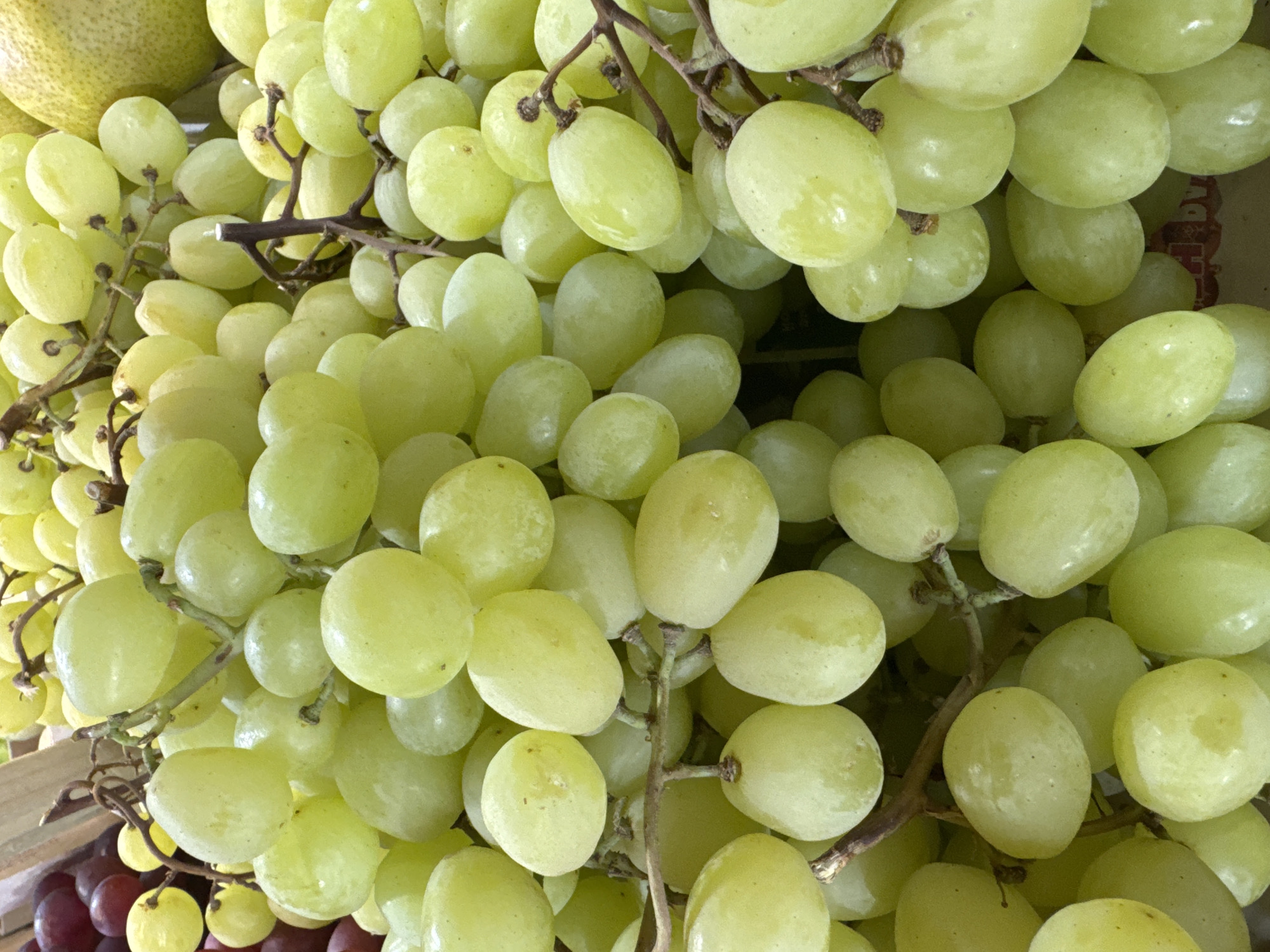 This is a close-up, top-down view of a large cluster of green grapes, filling the frame. The grapes are plump and round, with a translucent green hue and a slightly dusty bloom on their surfaces. They are attached to thin, brown stems, creating a natural, organic texture. Some grapes show slight variations in color, with a few appearing almost yellow.
In the upper left corner, a small portion of a pale green, textured object, likely a pear, is visible, suggesting the grapes are part of a larger fruit display. The background is blurred but appears to be a shallow, possibly cardboard, container with some red text visible on the right side. The lighting is bright and even, indicating it's likely daylight. There are no people or animals in the image, and the focus is entirely on the abundance of the fruit. The overall impression is one of freshness and natural beauty. The text in the background is partially obscured and illegible.