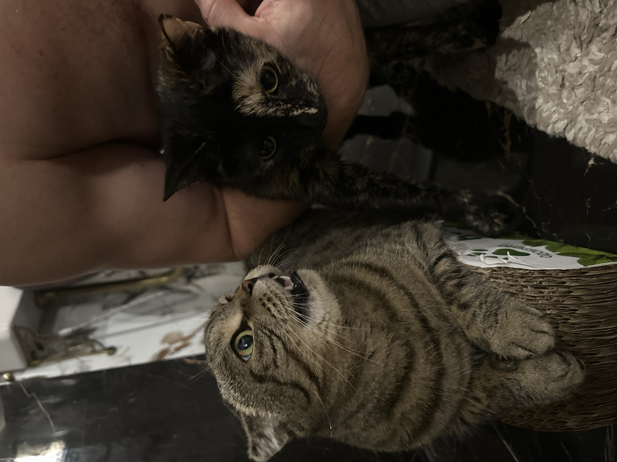 In this close-up, low-angle, indoor shot, two cats are the subjects. The cat on the left, a tabby with wide green eyes and an open mouth displaying teeth and tongue, is positioned on a corrugated cardboard scratching post. Its ears are flattened, and its expression appears agitated. To the right, a tortoiseshell cat is held by an unseen person whose arms and chest are partially visible in the upper right quadrant of the frame. The tortoiseshell cat's face is mostly in shadow, but its eyes are open. The background shows a marble-patterned wall with gold fixtures and a soft, light-colored rug in the lower right. There are no discernible features indicating a specific location in Virki, Russia.