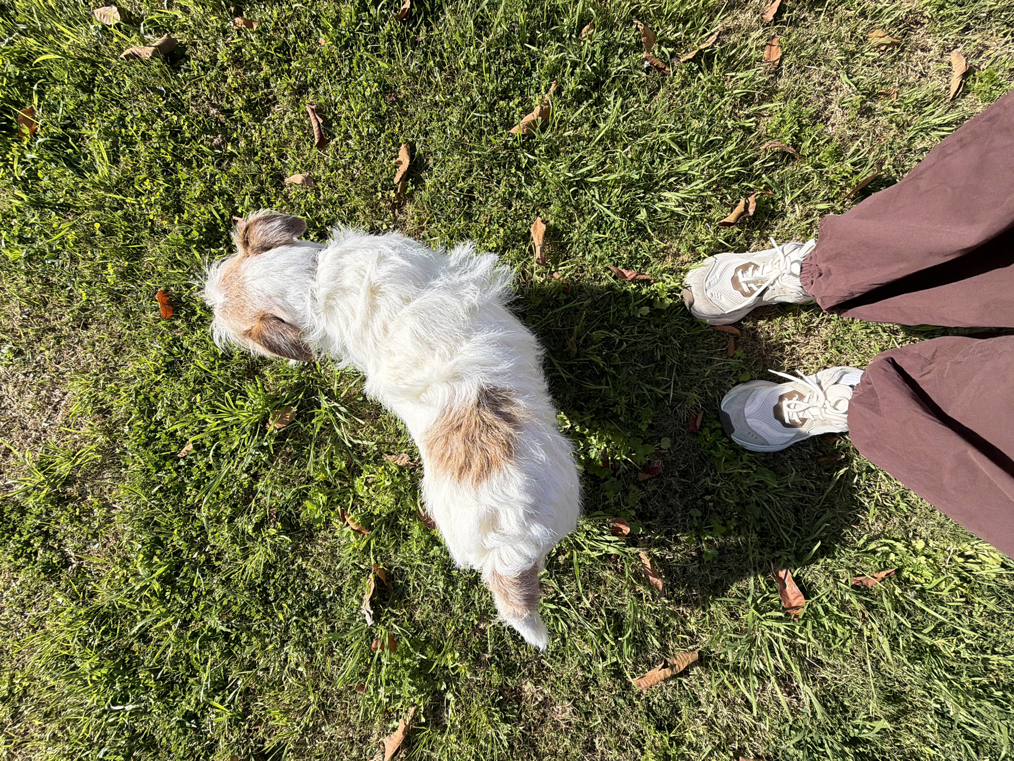 An overhead perspective captures a human subject and a small dog on a sunlit grassy surface. The human subject's lower body is visible, wearing light grey and white athletic shoes with brown accents and loose-fitting maroon or brown pants. The subject's feet are positioned apart, casting a shadow to their left on the grass. In front of the human's feet, a small, shaggy-haired dog is positioned with its back to the viewer, facing away. The dog is primarily white with distinct brown patches on its back and ears; its tail is also white with a brown base. The ground consists of green grass of varying textures and density, with numerous scattered dried brown leaves. The scene is illuminated by bright, direct sunlight, creating sharp shadows. The specific location within Tel-Aviv, Israel, is not discernible from the visual information provided.