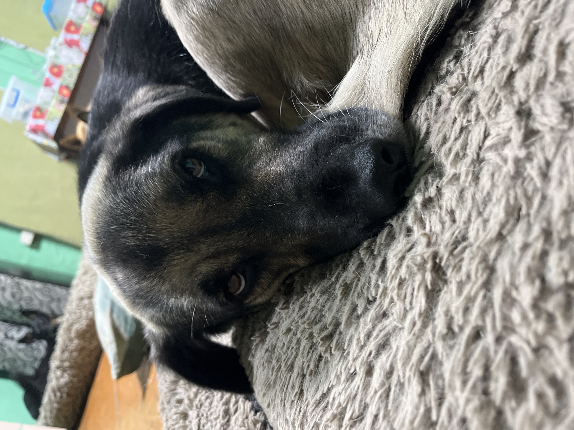 A close-up, low-angle shot focuses on the head and upper body of a dark-colored dog with tan markings lying on a textured, beige pet bed. The dog's eyes are open, and its head is resting on the bed, with its body curled around to the right. A portion of another lighter-colored dog's body is visible to the right of the main subject. In the background, out of focus, are furniture items, including what appears to be a table with a floral tablecloth, and plastic containers. The overall environment suggests an indoor setting, likely a home. The scene is located in Nizhny Tagil, Russia.