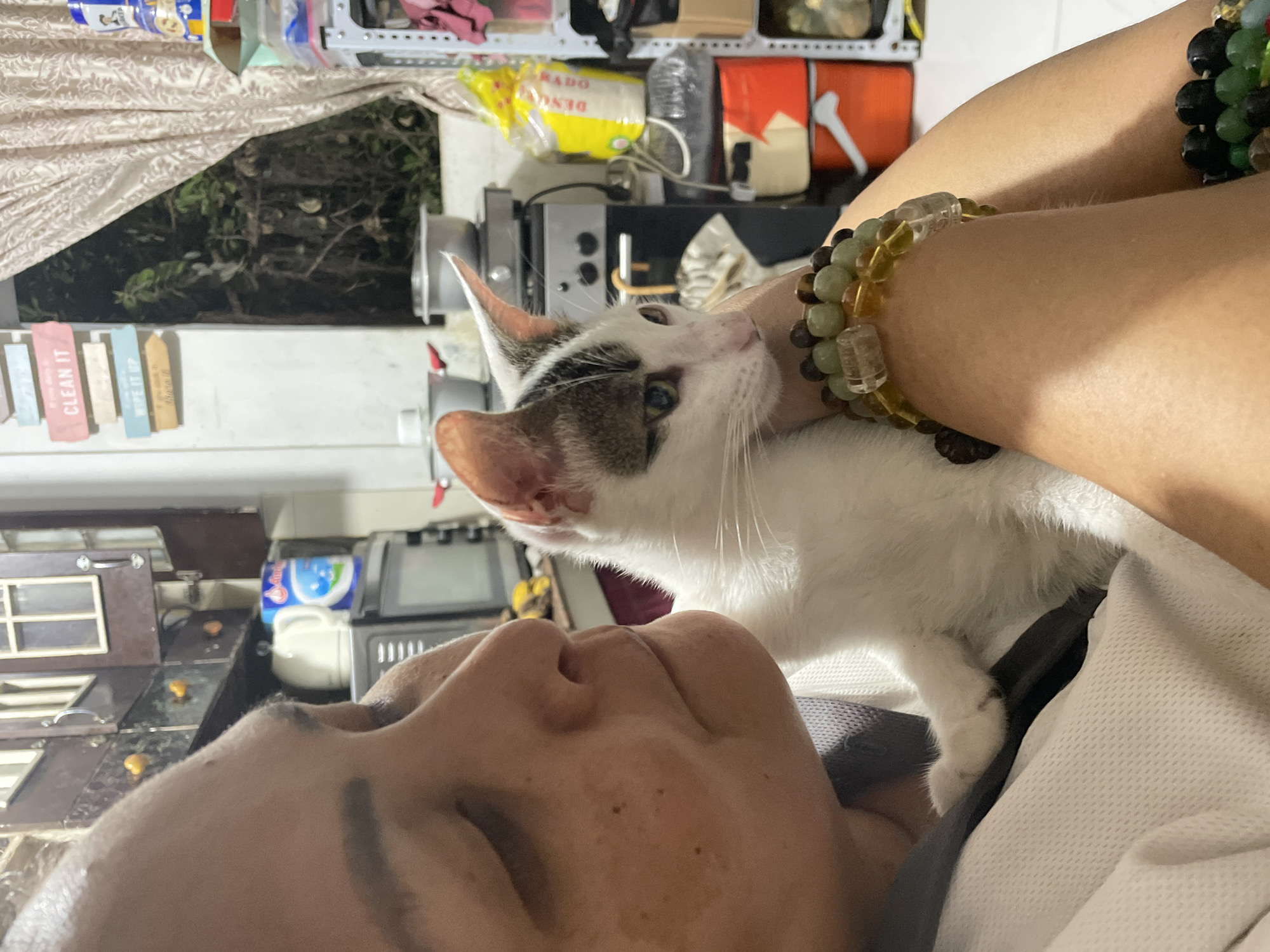 An individual, likely female, is holding a white and grey tabby kitten in a close-up shot. The person's face is partially visible on the left, with their eyes closed and a neutral expression. The kitten, facing to the right, has light green eyes and is looking away from the camera. The person is wearing a white top and bracelets made of beads are visible on their arm. The background is an indoor setting, appearing to be a kitchen or a cluttered living space. Various kitchen appliances, cabinets, shelves with items, and curtains are visible. A sign with text that reads "CLEAN IT" is mounted on the wall near a window. The overall impression is of a candid moment between a person and their pet. The specific location within Davao City, Philippines, cannot be determined from the visual information alone.