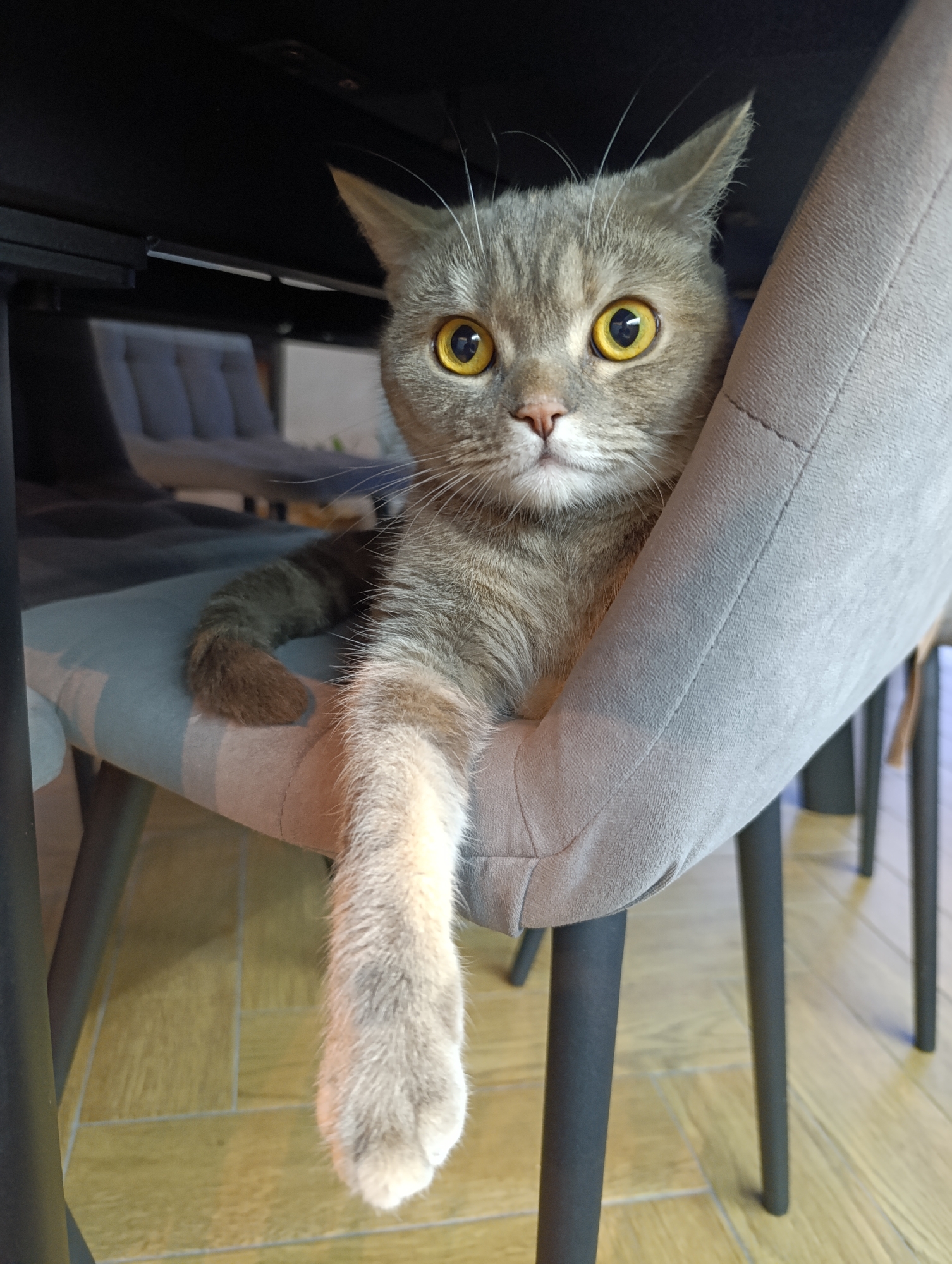 A gray tabby cat with yellow eyes sits on a gray chair with black legs, which is partially under a dark-colored table. The cat's front left paw is dangling over the side of the chair. The chair has a striped pattern on the seat. In the background, additional gray chairs are visible, along with a glimpse of what appears to be an outdoor area. The floor is tiled with light brown, wood-patterned tiles. The location is Chaikovsky, Russia.