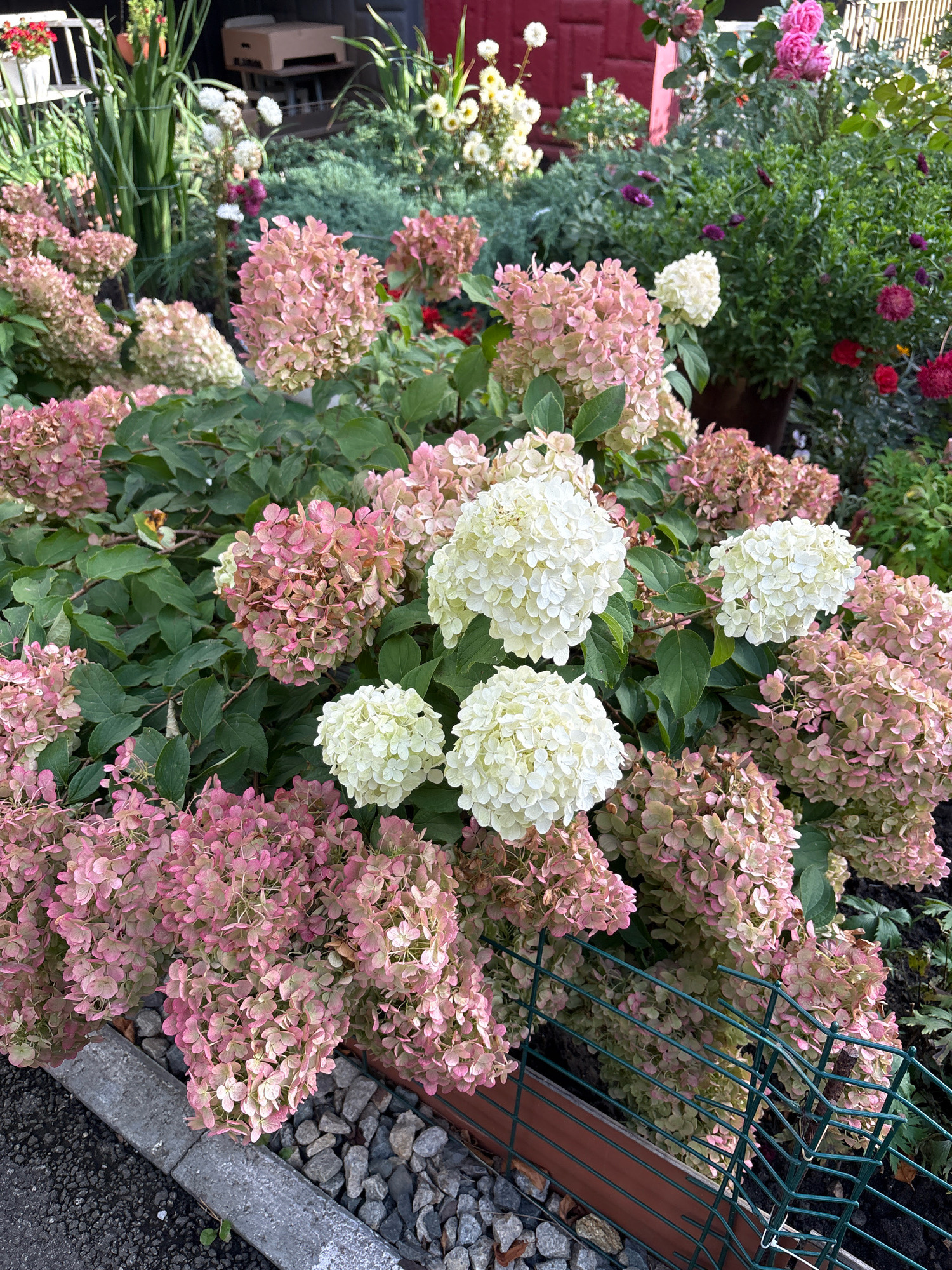 This is a close-up, eye-level shot of a garden filled with hydrangeas in various stages of bloom. The flowers are predominantly pink and white, with some showing hints of green and brown, suggesting they are past their peak. The hydrangeas are densely packed, forming a vibrant floral display. In the background, other greenery and some out-of-focus elements suggest a natural or cultivated outdoor setting. A grey concrete curb and gravel path are visible in the foreground, with a green metal fence running along the lower edge of the frame. The lighting appears to be natural daylight, creating soft shadows. There are no people or animals visible in the image. The scene depicts a well-maintained garden in Zapadny, Russia, likely during late summer or early autumn when hydrangeas exhibit these color variations.