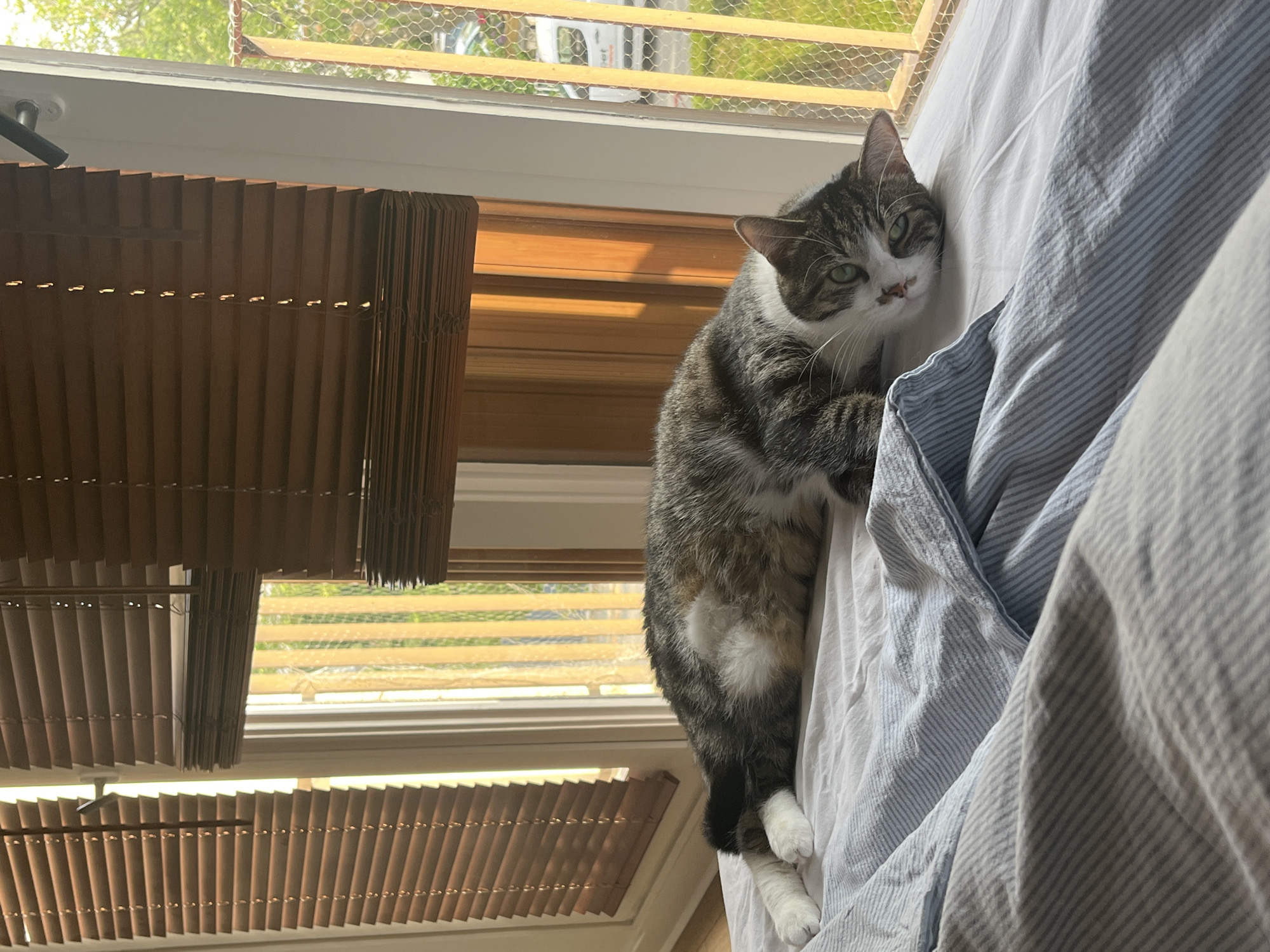 A tabby cat with green eyes is lying on a bed with white and blue striped sheets. The cat is facing the viewer and appears to be resting. Behind the bed, there is a window with wooden blinds. Sunlight is streaming through the blinds, casting stripes of light and shadow on the wall. Outside the window, there is a fence and some greenery. The scene is indoors, possibly in a bedroom in Fresnes, France, given the context.