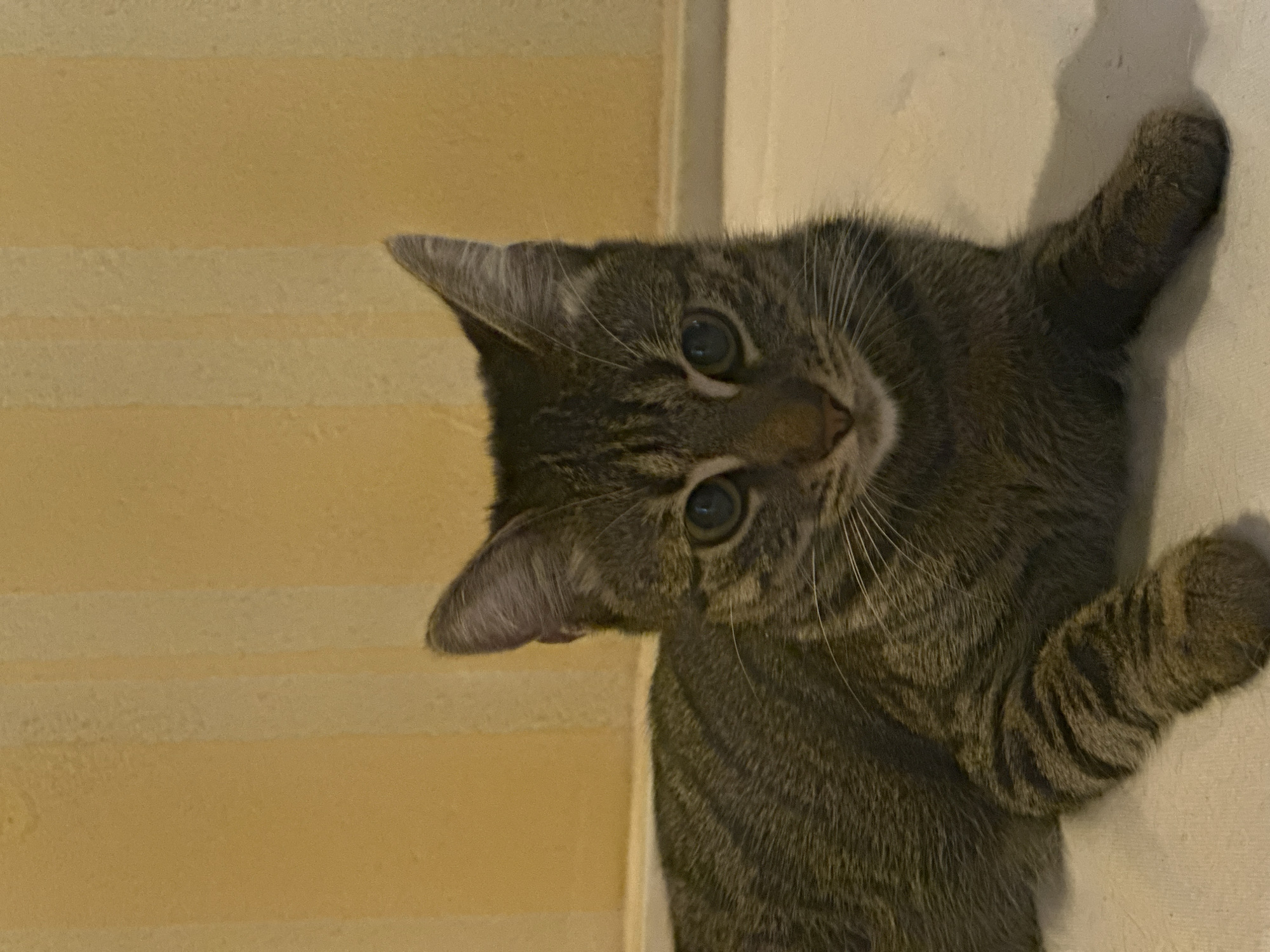 A tabby cat is lying on a light-colored surface in front of a yellow striped wall. The cat is facing the camera with its front paws extended. The cat has green eyes and appears to be looking directly at the camera. The background is out of focus. There is no information about the location in the city of Sofia, Bulgaria.