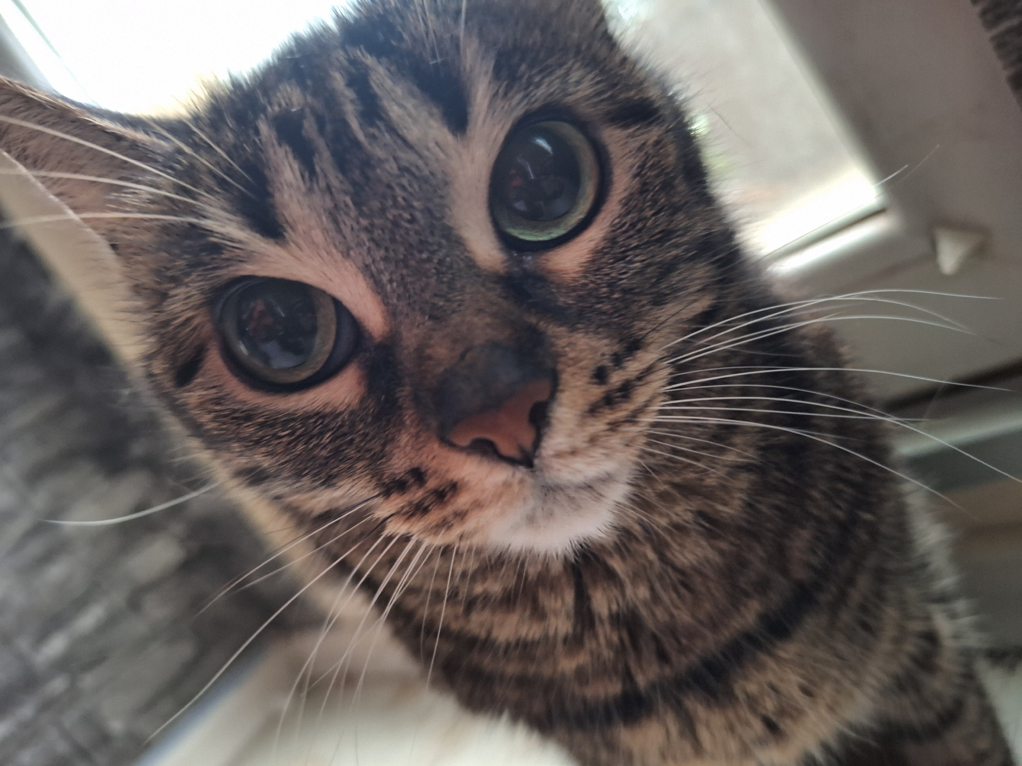Close-up view of a tabby cat's face, featuring wide, reflective eyes, a pink nose, and white whiskers. The cat's fur is brown and gray with darker stripes. Part of a window frame is visible in the background. Location: Unknown, Unknown.