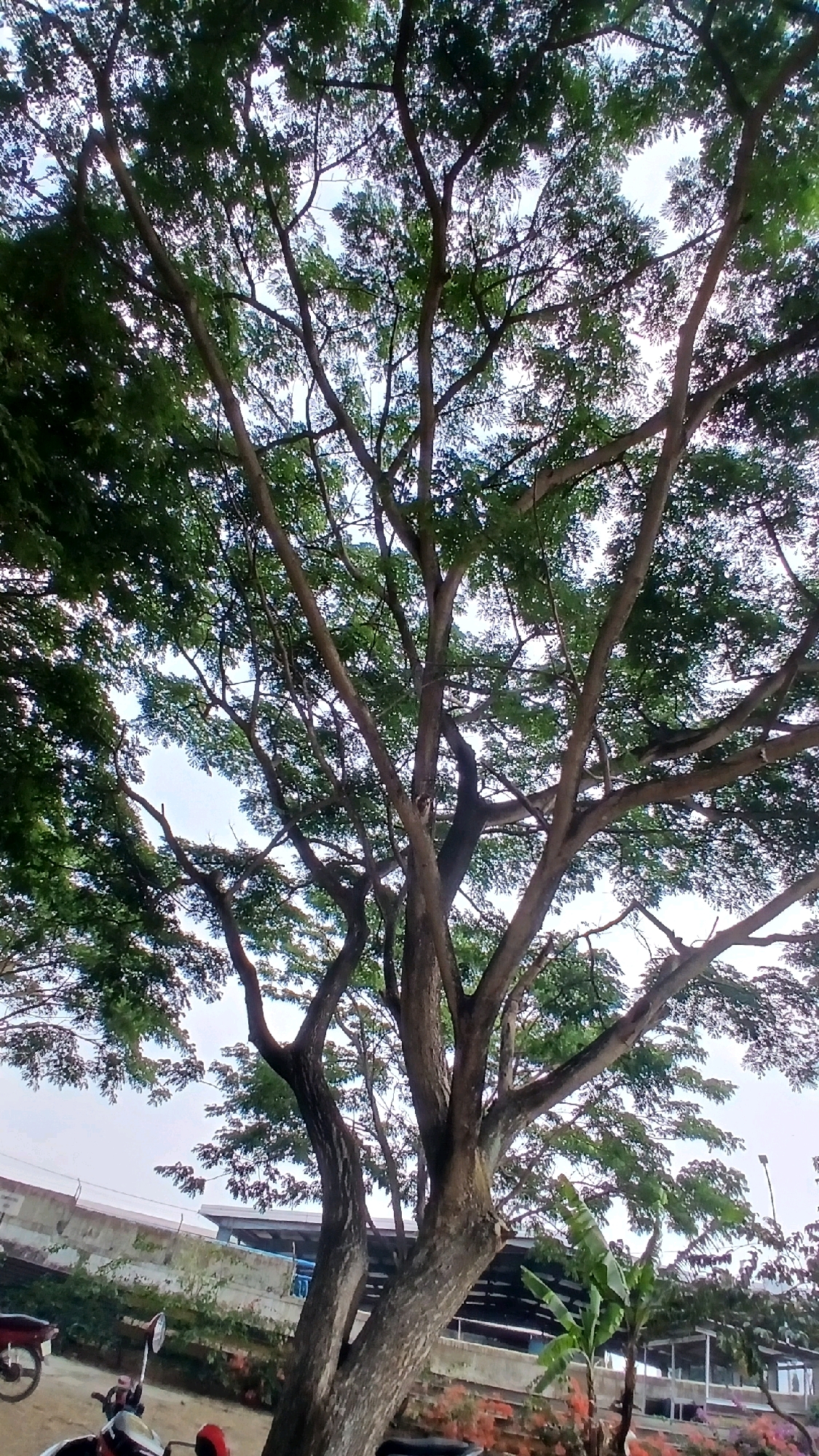 The image shows a low-angle view of a large tree with many branches and green leaves, filling most of the frame. The sky is visible through the canopy. In the foreground, the trunk of the tree is prominent. To the left, partially visible are parts of two motorcycles, one red and one black. Behind the tree, a concrete structure with a lighter colored railing and some blue elements is visible, suggesting an elevated walkway or building. Further back, more trees and foliage can be seen, along with what appears to be the roof of a building with a metal structure. The overall scene suggests an outdoor environment in a developed area, possibly urban or suburban, in Gadobangkong, Indonesia.