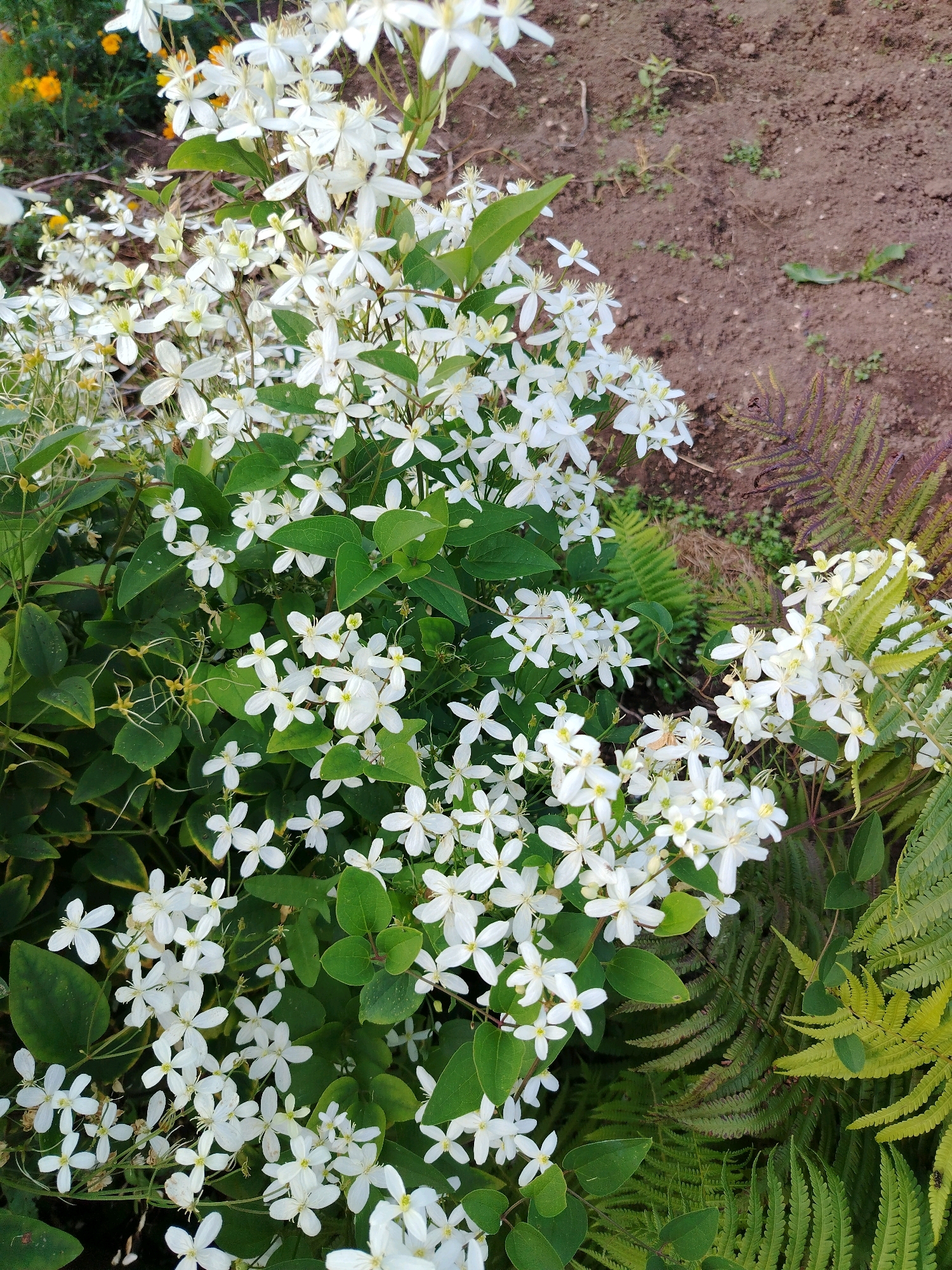 A cluster of white clematis flowers with green leaves is in the foreground, spilling over a patch of reddish-brown soil. To the right, there are several ferns, some a deep reddish-purple and others a vibrant yellow-green. In the upper left corner, there's a blurred background of yellow flowers and more greenery. The scene appears to be a garden in the city of Perm, Russia, specifically in the Prikamsky district. There are no people or animals visible.