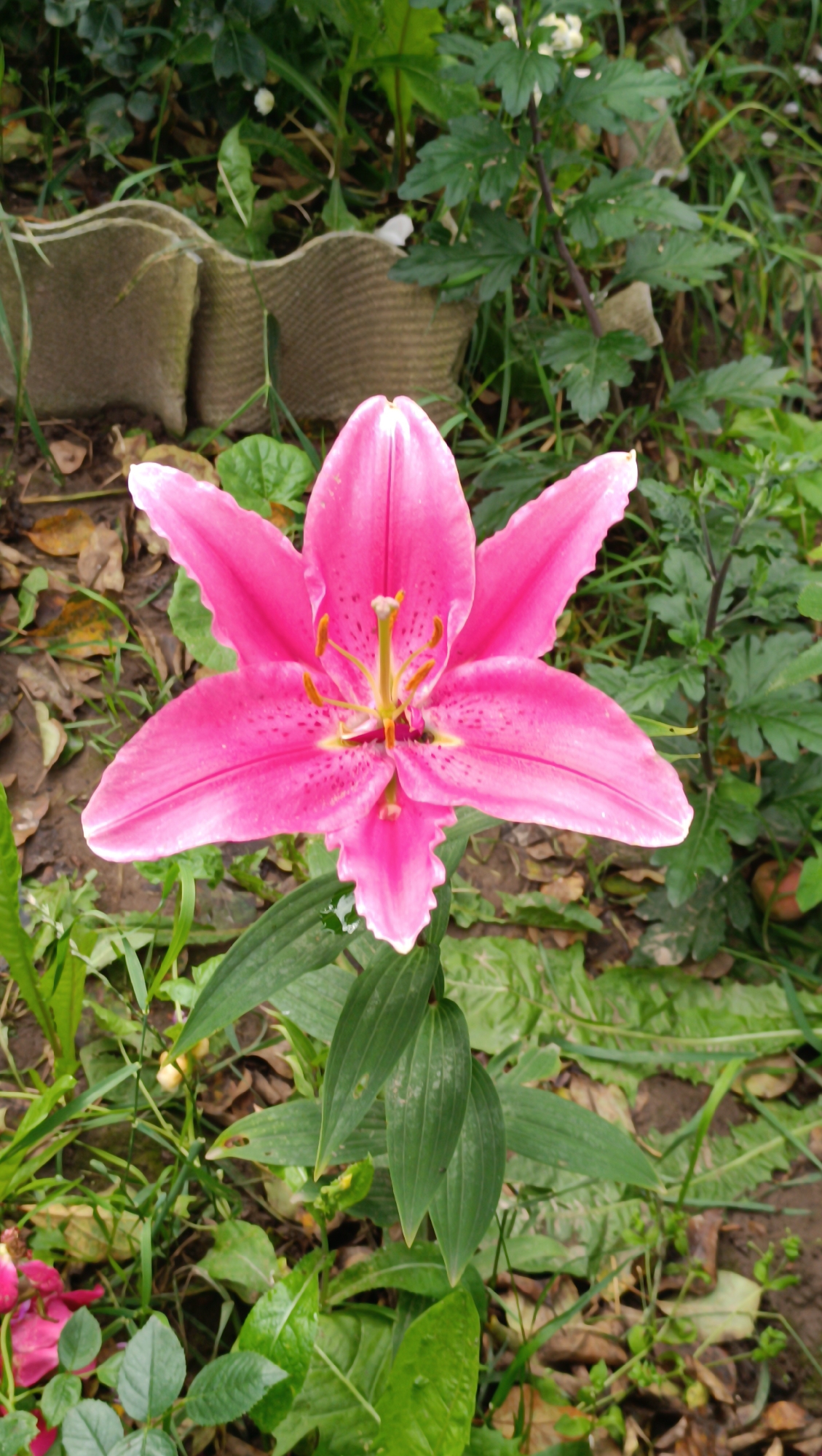 A single, vibrant pink lily with white-edged petals and prominent yellow stamens is centered in the frame, set against a background of green foliage, dry leaves, and some textured, brown gardening material. The lily's petals are open, revealing its intricate center. The surrounding environment appears to be a garden or natural outdoor setting, with varying shades of green from different plants and the presence of fallen leaves on the ground. There are no people or discernible actions depicted in the image. The lighting suggests it is daytime, likely overcast given the soft shadows. The specific location of Karsha, Russia is not visually discernible from the image itself.