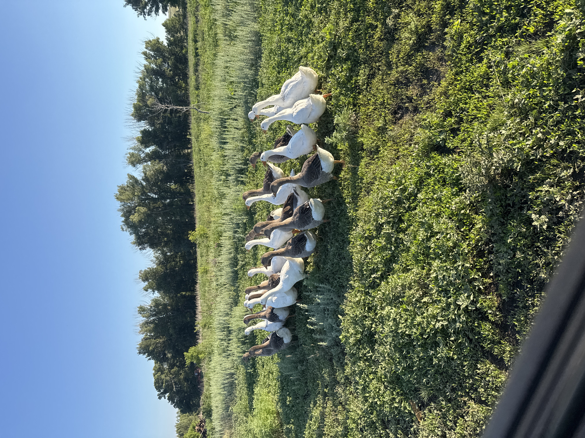 A flock of geese is gathered in a grassy field with trees in the background under a clear blue sky. The geese are a mix of white and grey, with some appearing to be preening or interacting with each other. The grass is green and appears to be a pasture or meadow. The time of day is likely daytime, given the bright sunlight and blue sky. The setting is rural, suggested by the open field and trees. There are no people or visible text in the image.