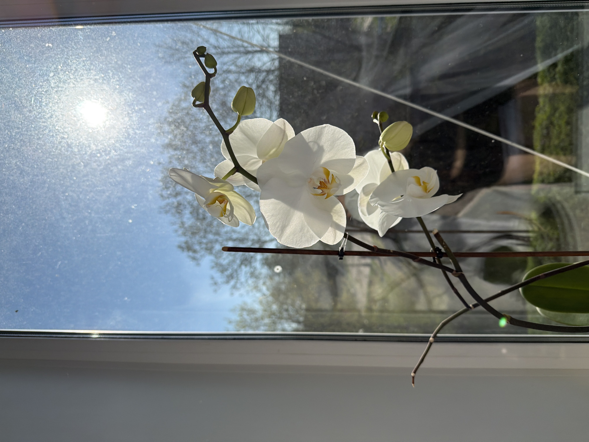 The image shows a white orchid in bloom positioned in front of a window. The window is dirty and the sun is shining brightly through it, creating a glare. Outside the window, trees and other greenery are visible. The windowsill and part of the wall are white. The image does not provide any information to identify the location as Reshetnikovo, Russia.