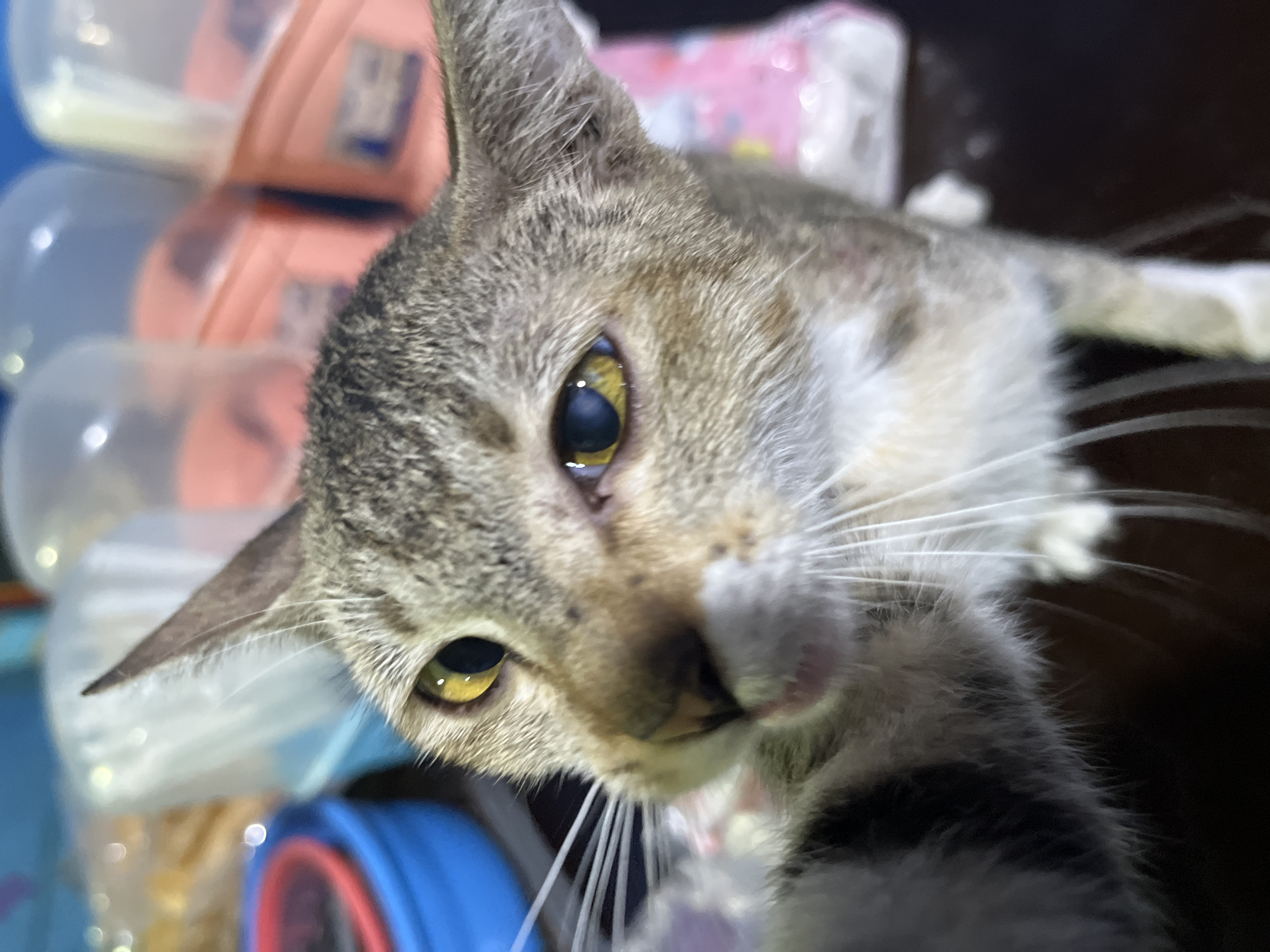 This is a close-up, shallow depth-of-field photograph of a cat's face. The cat has tabby markings with grey, brown, and cream fur. Its eyes are a bright yellow with black pupils, and one eye appears to have a cloudy or discolored iris. The cat's whiskers are long and white. The background is blurred, showing a blue and red object on the left, and pink and white containers on the right. The image appears to be taken indoors in Central Jakarta, Indonesia, likely in a domestic setting, as suggested by the presence of household items and the cat's relaxed posture.