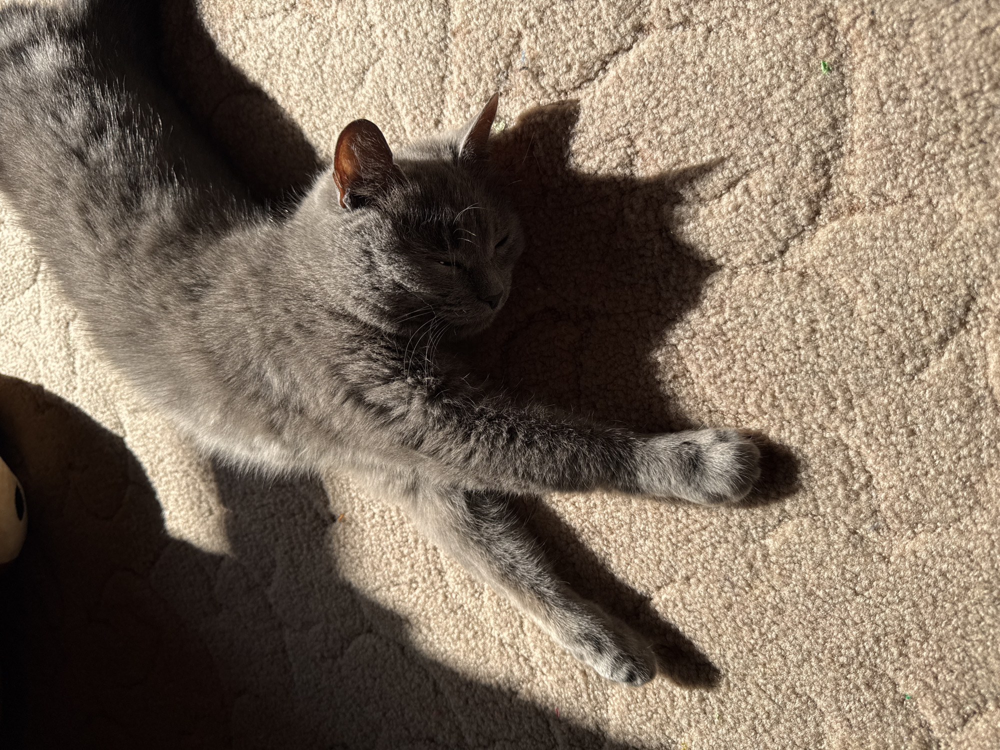 A grey cat is lying on a beige carpet, stretching out its body. The cat is mostly in shadow, with sunlight illuminating its fur and casting a shadow on the carpet. The cat's eyes are closed, and it appears to be sleeping or resting. The carpet has a textured pattern. The lighting suggests it is daytime, likely late morning or early afternoon.