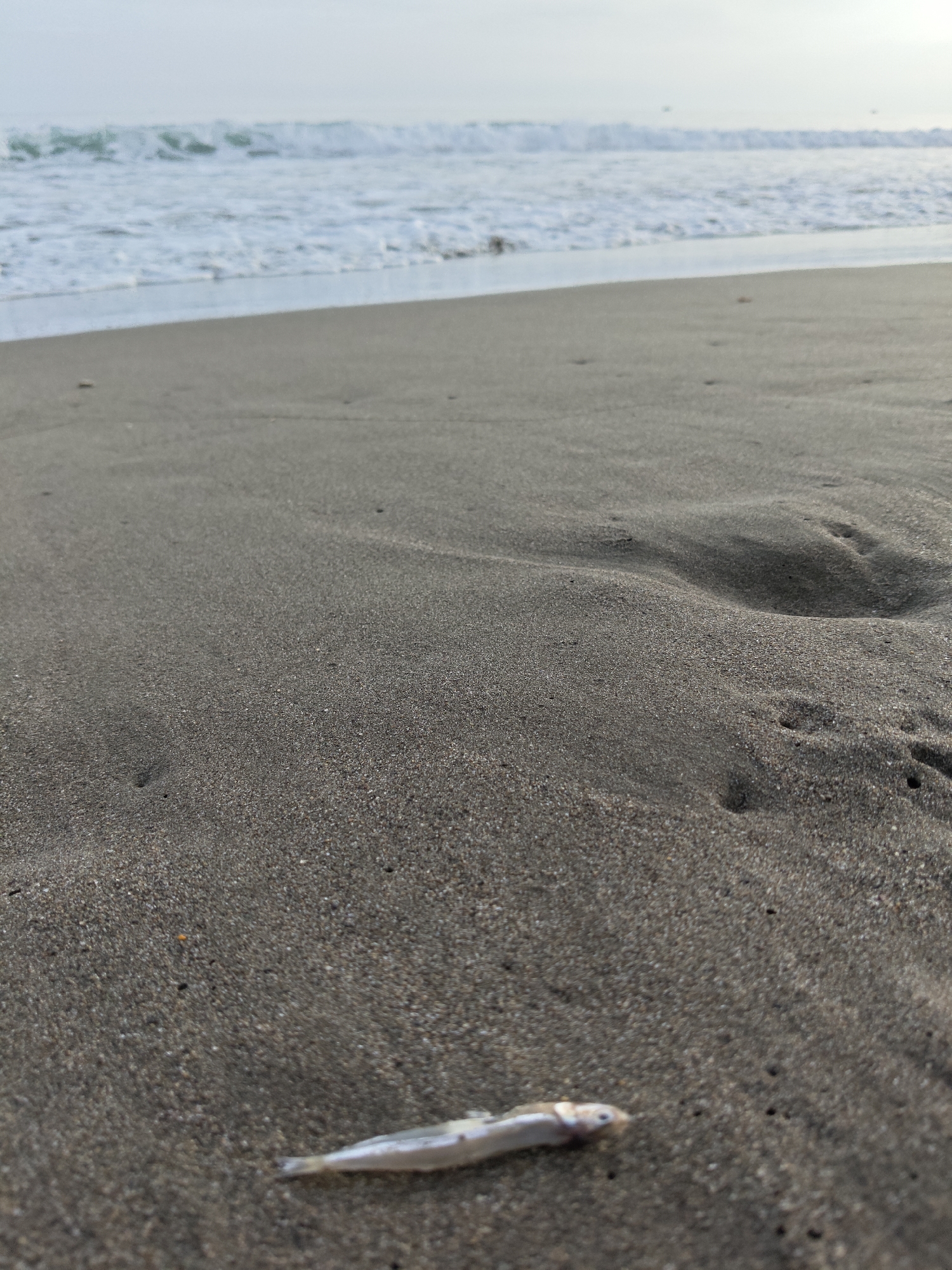 A dead fish lies on the wet sand of a beach. The fish is small and silver with its head facing to the right. In the background, waves roll in from the ocean under a pale sky. The scene appears to be a natural beach environment, with no man-made structures or human presence immediately visible.