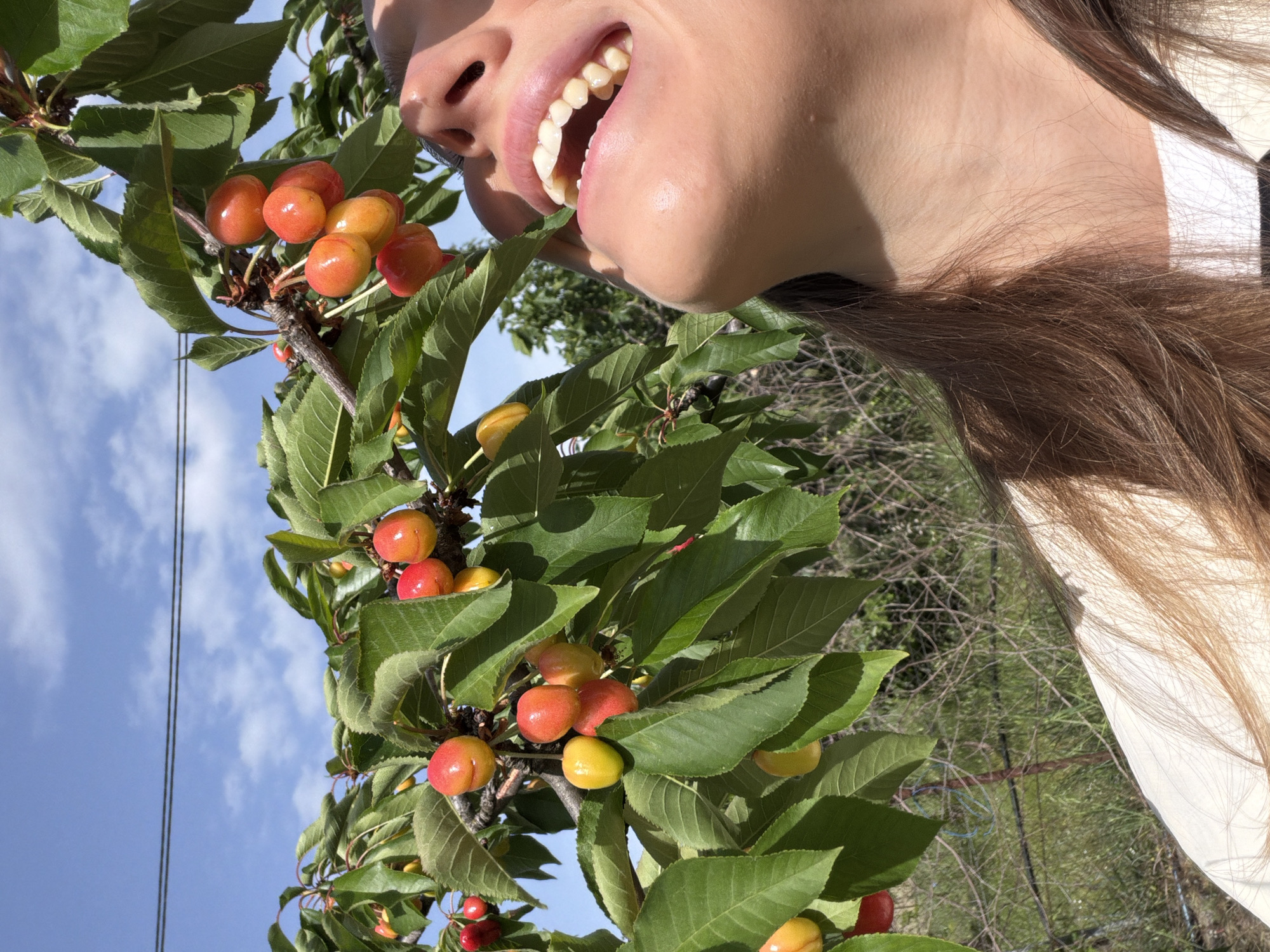 A close-up, low-angle shot focuses on a person positioned next to a cherry tree. The individual's face, particularly the mouth, nose, and chin, is prominent in the frame. The person is smiling, exposing their teeth. The cherries on the tree are ripening, with colors ranging from yellow to red. The background includes a glimpse of the sky, foliage, and a fence, indicating an outdoor location. The scene is in Mojanovići, Montenegro.