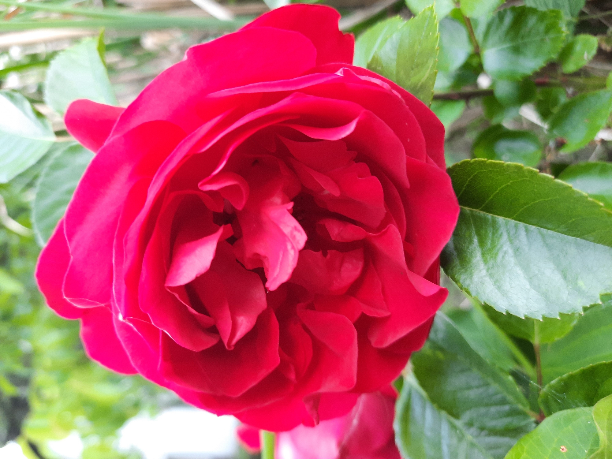 A close-up, eye-level shot shows a vibrant red rose in full bloom, its petals layered and unfurling. The rose is the central focus, occupying most of the frame. Surrounding the bloom are lush green leaves, some in sharp focus and others softly blurred in the background. The environment appears to be an outdoor garden setting. The overall lighting suggests it is daytime. No people or specific landmarks of Rosenheim, Germany are visible.