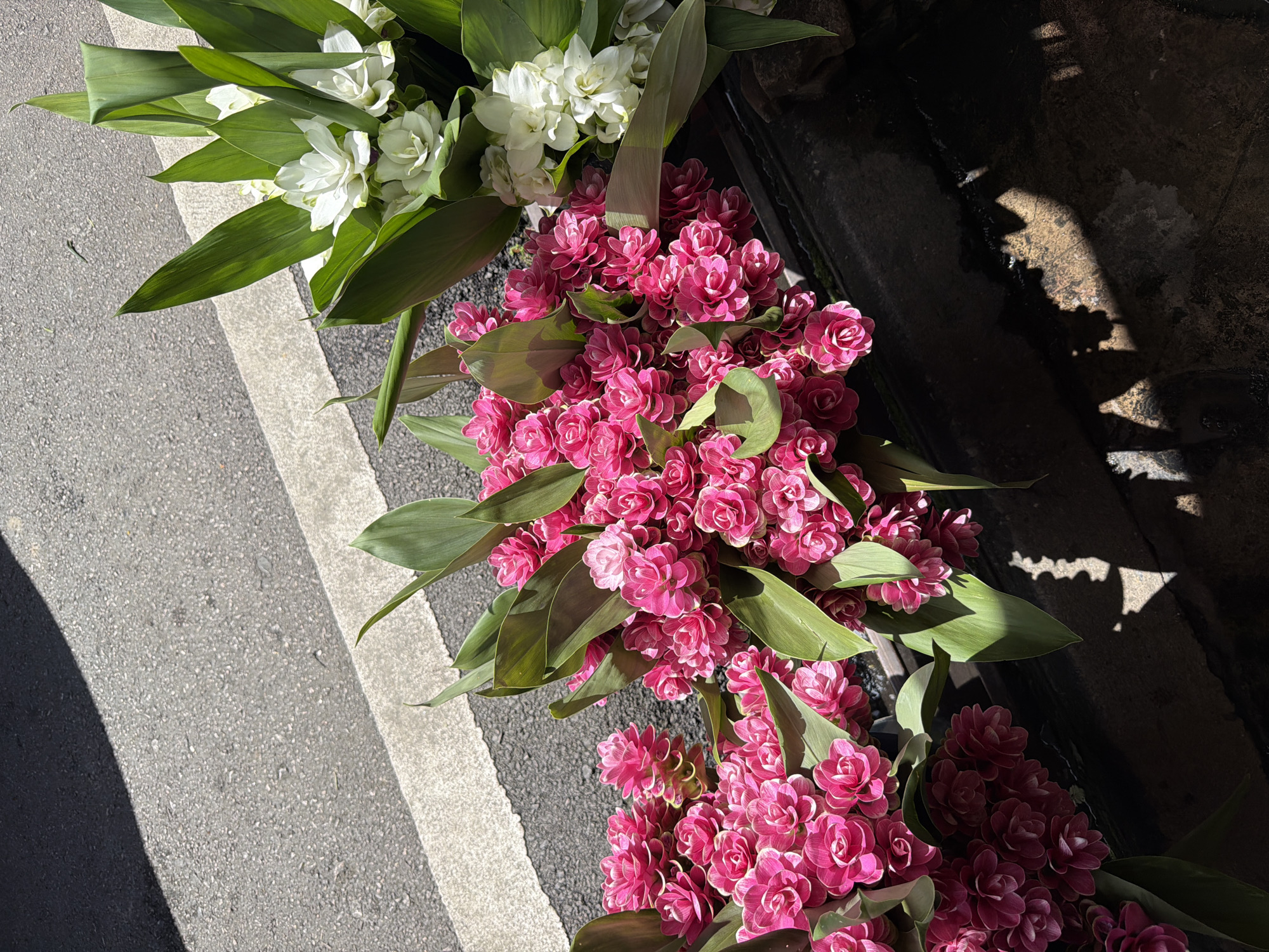 This image depicts a close-up view of two large bouquets of flowers, one primarily vibrant pink and the other white, placed on a dark surface next to a street. The street is paved and has a white painted line on its edge. Sunlight casts distinct shadows on the ground, suggesting it is daytime. The flowers appear to be Siam Tulips, a common sight in Thailand. The pink bouquet is in the foreground, densely packed with individual blooms and large green leaves. The white bouquet is positioned behind and to the right of the pink one, also featuring prominent green leaves. The overall impression is a vibrant display of fresh flowers, likely being sold at a market or roadside stall within Chiang Mai City Municipality, Thailand. There are no people visible in the frame.