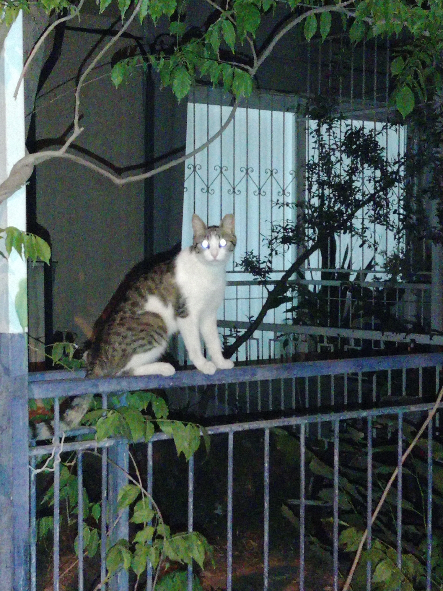 A tabby and white cat sits on a blue metal railing in front of a building with a barred window at night. The cat's eyes glow white. Green leaves hang from branches above the railing, and some are on the railing itself, obscuring parts of the metal structure. The building's facade is dark, and the barred window is dimly lit from behind. The scene appears to be outdoors, possibly in a residential area of Karşıyaka, Turkey, given the architectural style of the railing and window.
