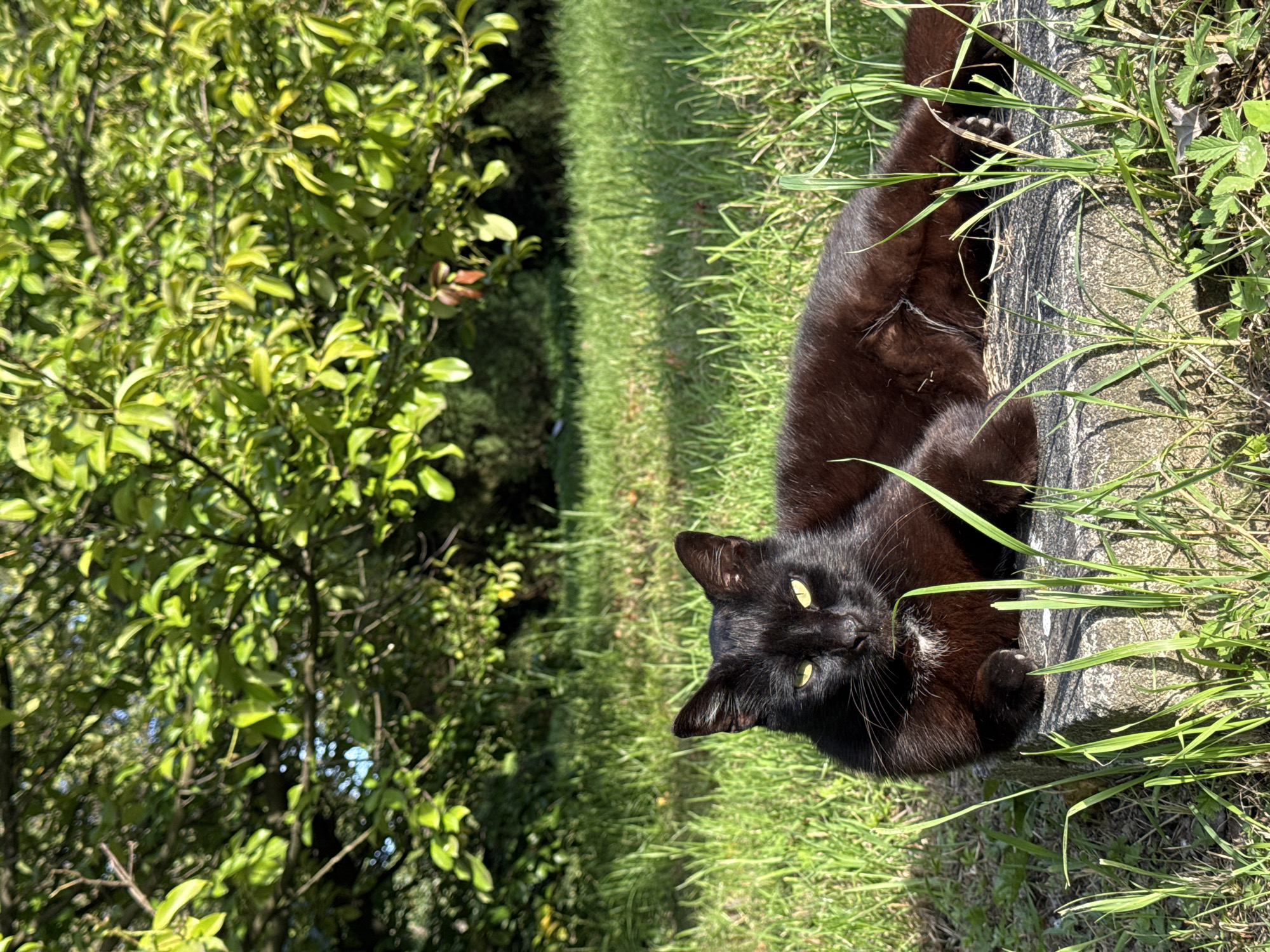 A medium shot depicts a black cat reclining on a concrete ledge amidst green grass in a verdant outdoor setting. The location, presumably in the city of Sirius, Russia, is inferred from the prompt. The cat's head and upper body are visible; it has yellow eyes and a small patch of white fur on its chest. The cat lies near a concrete ledge. Lush green grass and a tree with green leaves fill the background. Sunlight illuminates the scene.