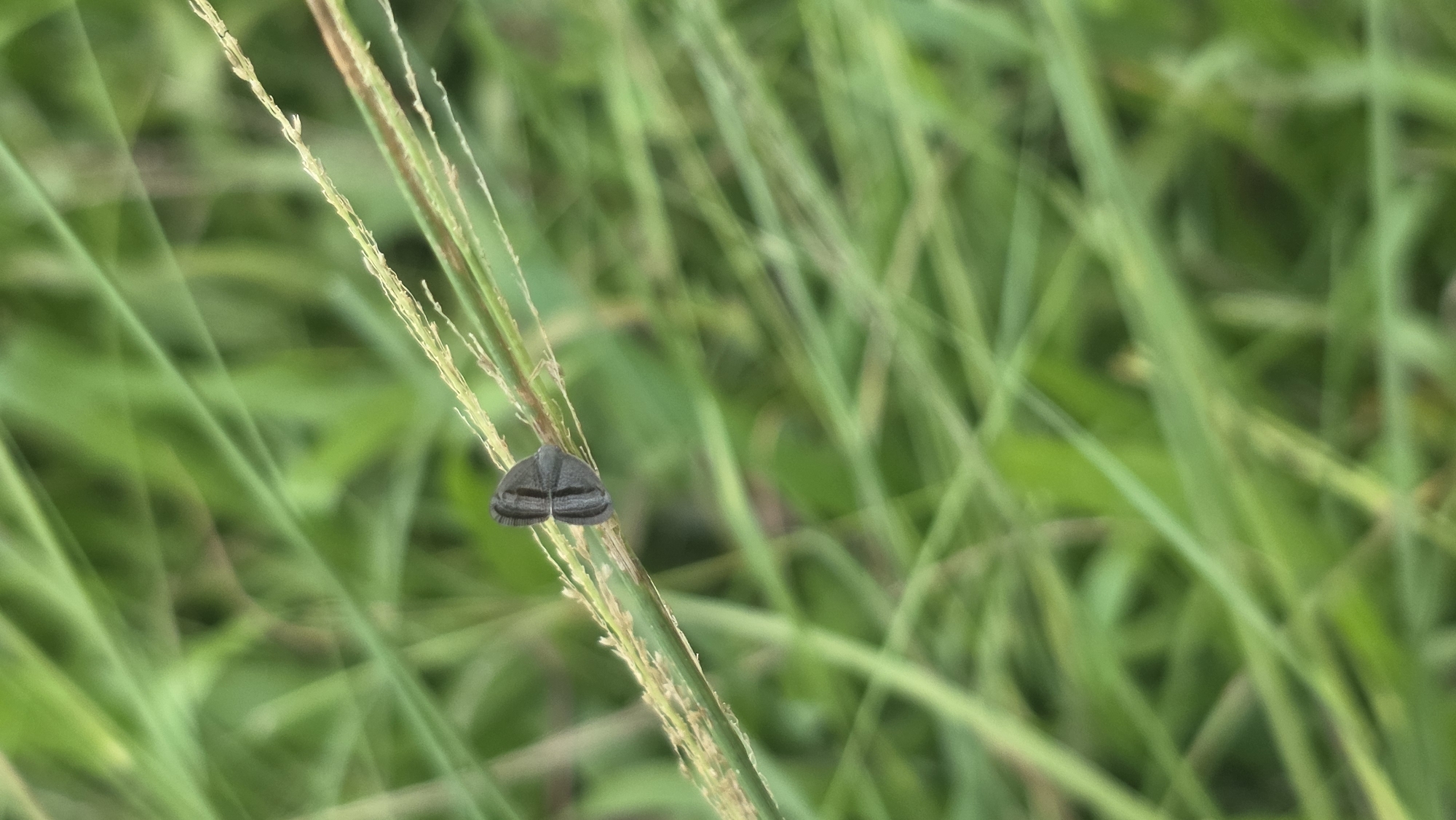 A small, dark-colored moth is perched on a stalk of grass. The background is blurred green vegetation. The location is likely Lhokseumawe, Indonesia, based on the prompt, but cannot be verified visually.