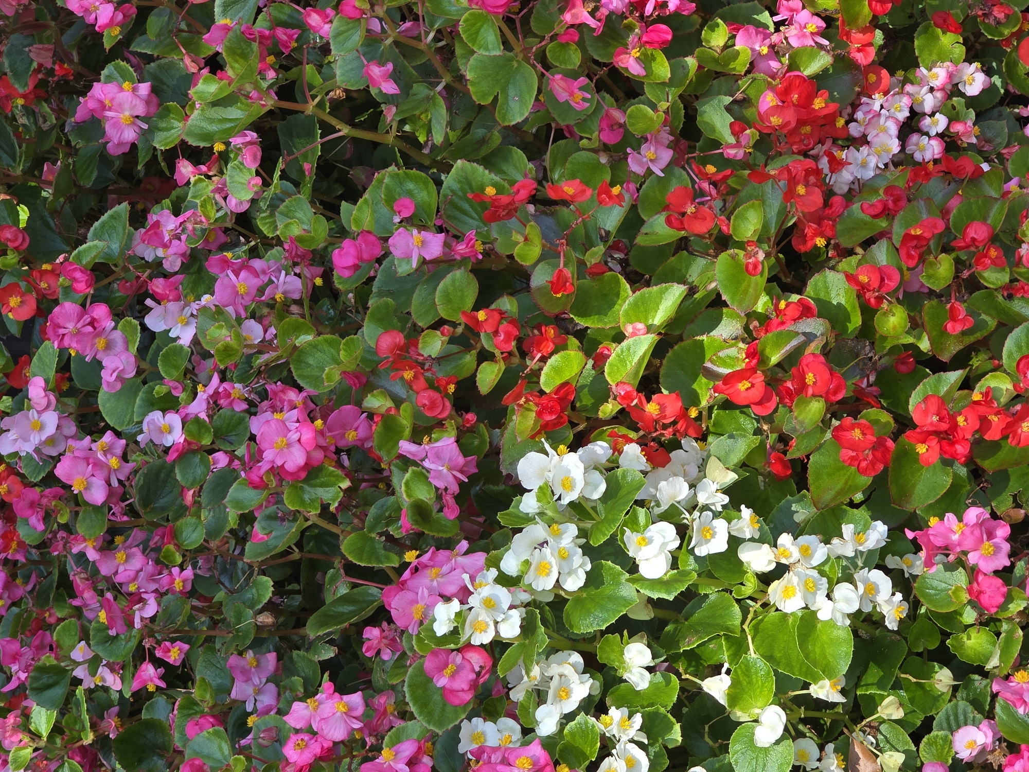 A close-up, overhead, eye-level, full shot captures a dense bed of flowering begonia plants. The flowers are predominantly pink, white, and red, with clusters of green leaves interspersed throughout. The image is taken in Roswell, New Mexico, USA, and depicts a well-maintained garden area. No people or animals are present in the scene, and there are no discernible actions or interactions occurring. The environment is solely composed of the lush begonia foliage and blossoms.