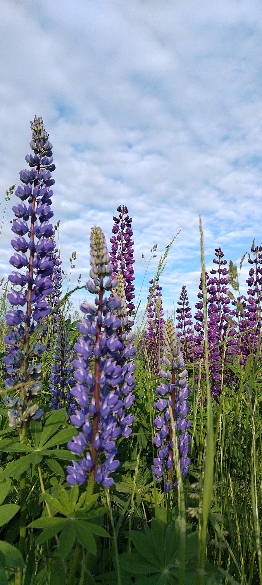 This image depicts a field of blooming lupine flowers located in the city of Зипуново, Russia. The perspective is a low-angle shot, looking upwards through dense vegetation towards the sky. The upper 40% of the frame features a light blue sky with scattered white stratocumulus clouds. The lower 60% is dominated by numerous lupine plants and tall green grasses.
Multiple lupine stalks, primarily in shades of purple and blue-violet, are prominent throughout the field. Two of the largest and most clearly focused stalks are positioned in the foreground: one on the far left and another slightly to the right of the center. These display dense, conical spikes of fully open, pea-like florets. A third, less mature lupine stalk with a greenish tip is visible in the central foreground, slightly out of focus. Numerous other purple lupine stalks extend into the midground and background, appearing progressively less defined due to the shallow depth of field. Dark green, palmate lupine leaves are visible at the base of the plants, particularly on the left. Tall green grasses are interspersed throughout the scene, with some individual blades and seed heads visible in the immediate foreground and midground, contributing to the layered vegetation. No human presence, structures, or artificial objects are visible within the frame. The lighting indicates natural daylight.