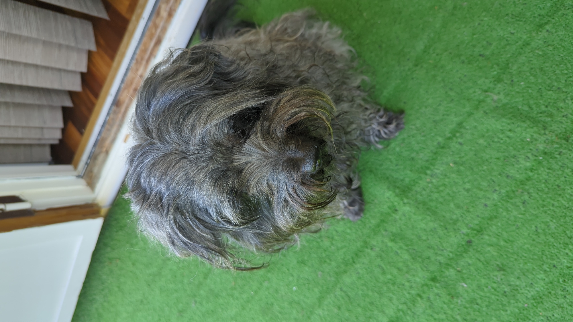 A medium-shot, high-angle vertical photograph shows a small, gray, shaggy dog sitting on a green, artificial turf surface. The dog is facing the camera, with its head tilted slightly down. Its fur is messy and appears wet, with longer strands around its face and ears. The dog's nose is dark and wet. Its paws are visible in the lower foreground, and its body fades into the background on the right. Behind the dog, a doorway is visible, with a white-painted frame. Part of a wooden door is visible on the left, and vertical blinds are hanging in the opening. The floor inside the doorway appears to be made of polished wood. The overall lighting suggests an outdoor setting, possibly a porch or patio, with the doorway leading indoors. This scene is located in Kløfta, Norway.