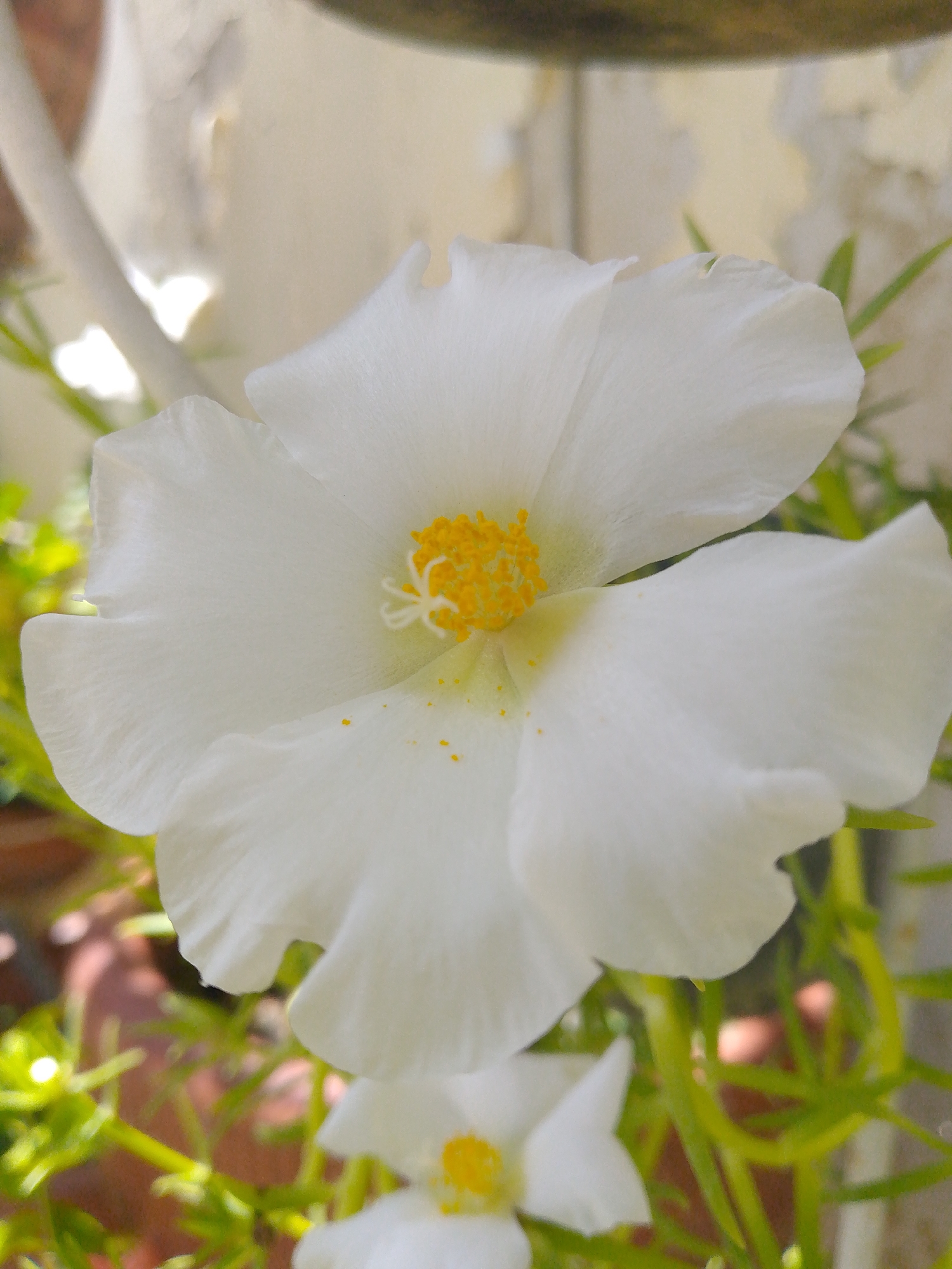 A close-up, eye-level shot captures a vibrant white petunia flower in full bloom, dominating the frame. Its delicate, ruffled petals, tinged with hints of yellow near the center, are unfurled, revealing a cluster of bright yellow stamens. The flower appears to be in a garden setting, with blurred green foliage and hints of terracotta pots visible in the background. The lighting suggests it is daytime, with the sun casting soft shadows. The specific location in Tinaquillo, Venezuela, is not discernible from the image itself.