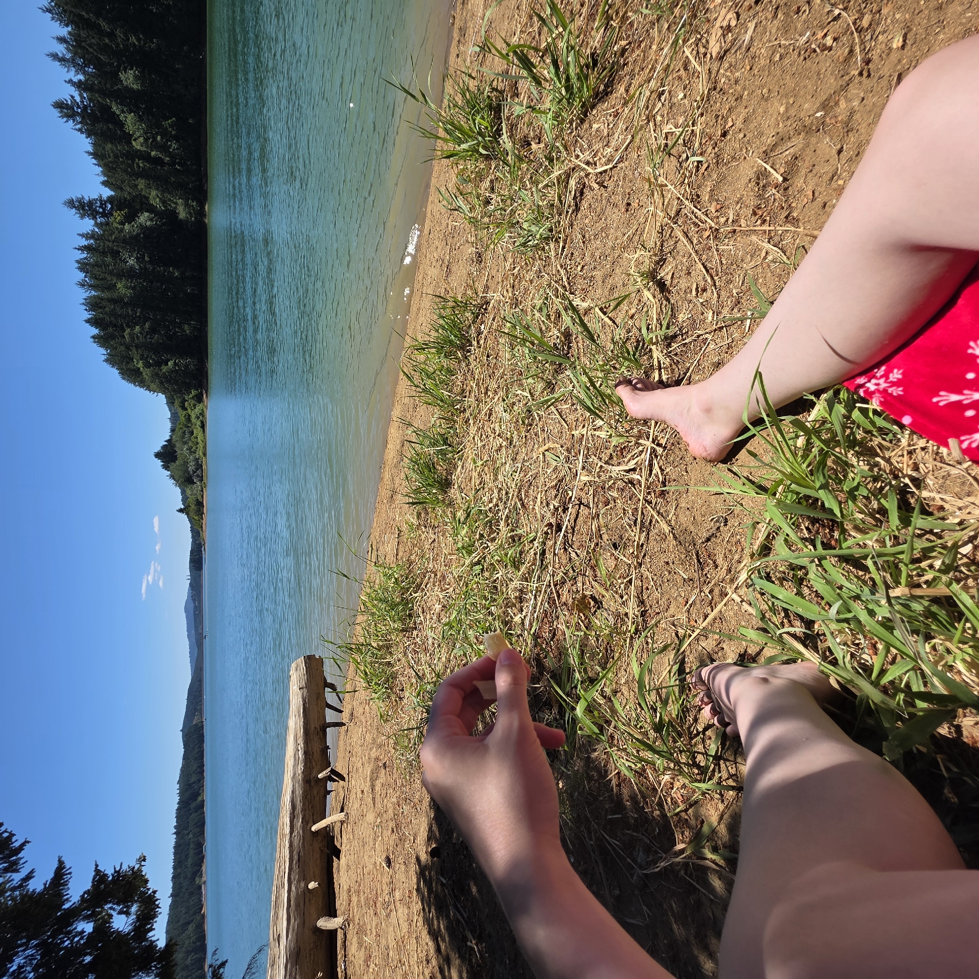 The image depicts a first-person perspective of someone sitting on a sandy shore next to a body of water, likely a lake. The water is a vibrant turquoise color and is bordered by a dense forest of evergreen trees on the far bank. The sky is a clear, bright blue with a few wispy white clouds.
In the foreground, the person's legs are visible, one bent at the knee and the other extended. They are wearing red shorts with a white pattern. The ground is covered in dry, straw-like grass and dirt. A person's hand is reaching out, holding a small, light-colored object, possibly a piece of food or a pebble.
To the left, a large, weathered log rests on the shore, supported by several smaller branches. The overall scene suggests a peaceful outdoor setting, likely in a natural area such as a park or reservoir. The specific location of Cherry Grove, United States, is mentioned, but without further context from the image itself, it's not possible to pinpoint the exact spot within Cherry Grove.