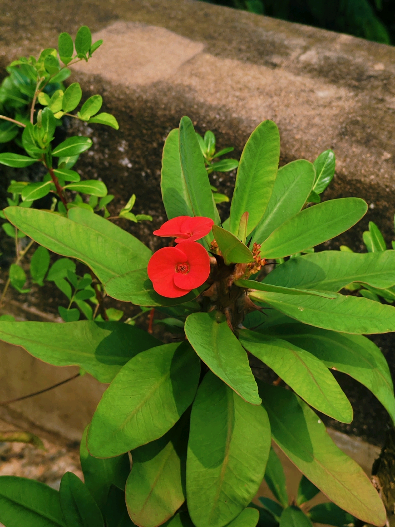 In Purbba Gopinathpur, India, a close-up shot focuses on a vibrant red flower of a Crown of Thorns plant, its petals sharply defined against a backdrop of green leaves and a rough, textured stone wall. The plant's thorny stem is partially visible, as are smaller, developing flower buds. The surrounding environment is a sunlit outdoor setting, suggested by the shadows cast by the leaves and the dappled light on the stone. The composition is tightly framed, emphasizing the intricate details of the flora.