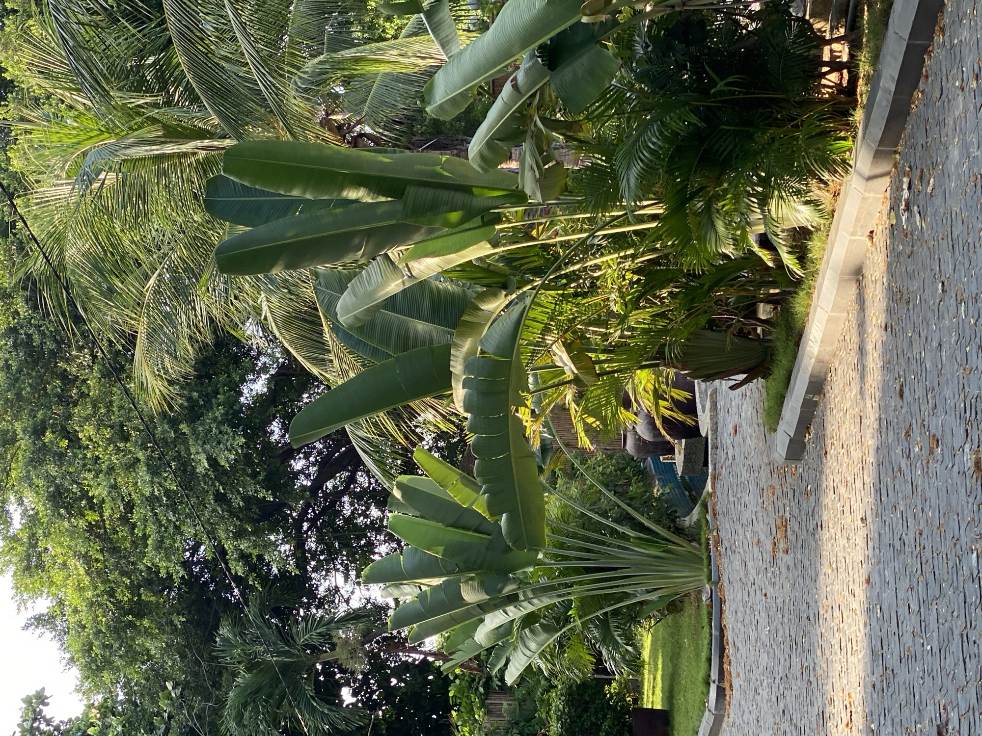 The image depicts a paved pathway in a tropical garden setting. The pathway is constructed of dark grey cobblestones, worn and scattered with dry leaves. The path curves to the right, bordered by manicured green grass and a concrete curb.
Dominating the foreground and midground are large, lush plants with broad, fan-like leaves. These appear to be traveler's palms and other similar tropical foliage, their vibrant green contrasting with the darker tones of the path and the background. Behind these prominent plants, more dense greenery and palm trees can be seen, suggesting a well-established garden.
In the background, glimpses of large, dark ceramic vases are visible, along with a sliver of blue water, hinting at a water feature or perhaps a swimming pool. Tall trees with dense canopies form the uppermost layer of the scene, filtering sunlight and creating dappled patterns. The overall impression is one of a serene and exotic outdoor space, likely a resort or a private residence in a tropical location. The lighting suggests it is daytime, possibly late afternoon given the angle of the shadows. The location is identified as Nha Trang Ward, Vietnam.