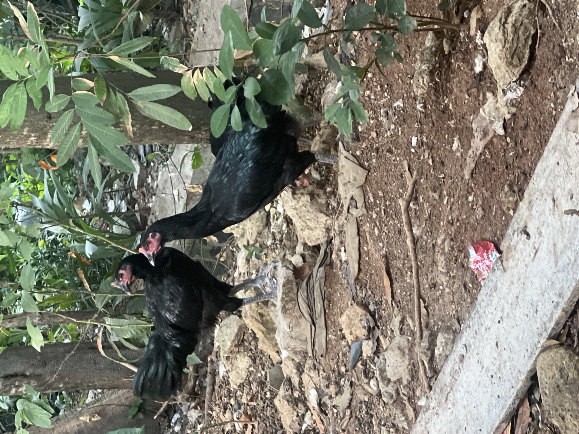 Two black chickens are standing on the ground in an outdoor, wooded area. The chicken on the left is facing left and is standing on a rock. The chicken on the right is facing right and is standing on the ground. Both chickens have red combs and wattles. The ground is covered in dirt, rocks, and fallen leaves. There are trees and green foliage in the background. The scene appears to be in the city of Klapanunggal, Indonesia.