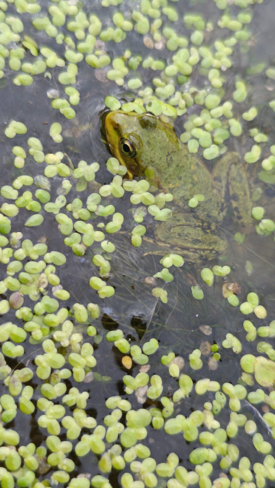 The image shows a green frog partially submerged in dark water covered with small, light green aquatic plants. The frog's head and back are visible above the water, with its eye clearly discernible. The surrounding water is murky and contains submerged plant matter. The scene appears to be in a natural aquatic environment, possibly a pond or slow-moving stream. No specific location in the city of Karsha, Russia, can be identified from the image.