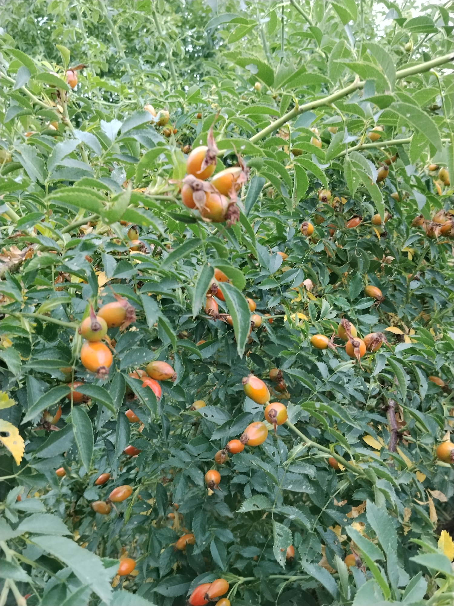The image shows a close-up of a rosehip bush laden with ripe, orange-red rosehips. The bush is dense with green leaves and thorny branches. The rosehips are oval-shaped and vary slightly in color from bright orange to a deeper red, with some showing signs of drying or damage. The lighting appears to be natural daylight, casting soft shadows. The background is filled with more foliage, suggesting the bush is part of a larger area of vegetation, potentially a garden or park. There are no people or animals visible in the image. The scene is consistent with a natural outdoor environment.