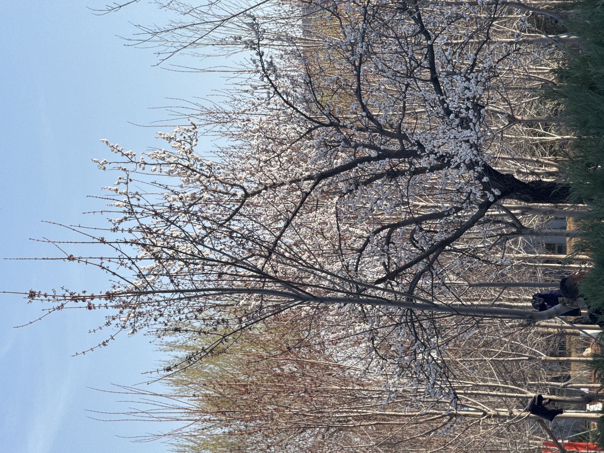 The image shows trees in bloom in Zhongtun, China. The sky is clear and blue. Several trees are visible, some with white blossoms, others with bare branches or early green leaves. People are sitting or standing among the trees, with some leaning against the trunks. Buildings can be seen in the background between the trees. A tall, green shrubbery is present on the right side.