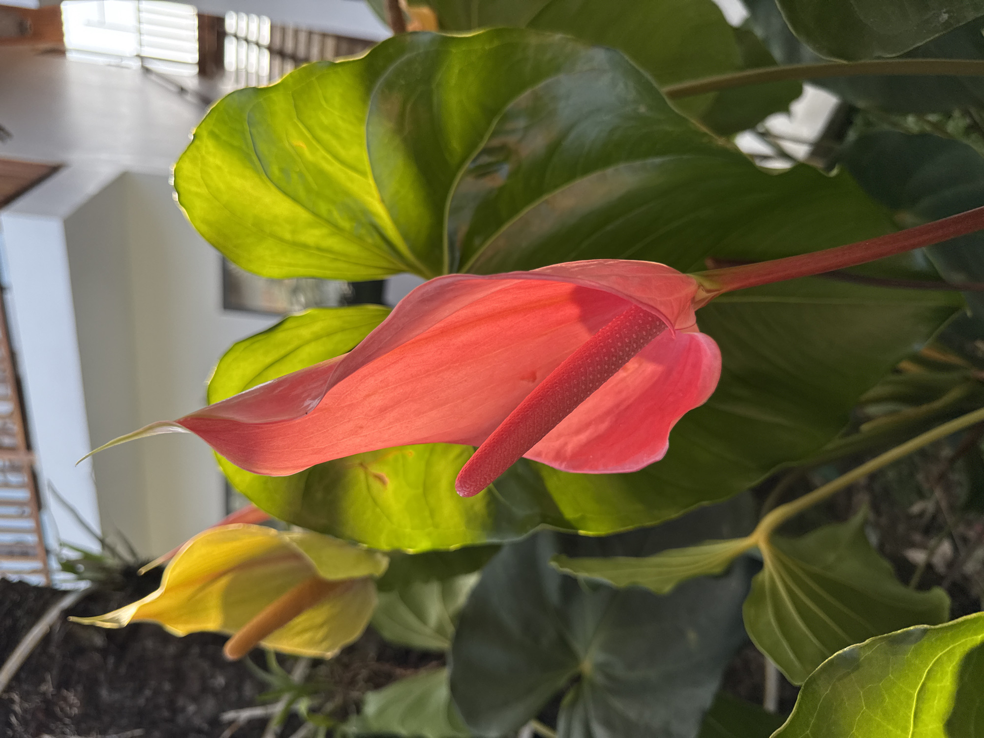 The image shows a close-up of an Anthurium plant, with a prominent pink flower and spadix, as well as large green leaves. There is also a yellow Anthurium flower in the lower-left corner. The scene appears to be outdoors, with bright sunlight illuminating the plant. The background is out of focus, showing a building with window blinds, suggesting an indoor or semi-enclosed space. Given the context of Phú Quốc, Vietnam, it is plausible this plant is in a garden, patio, or balcony setting within the city.