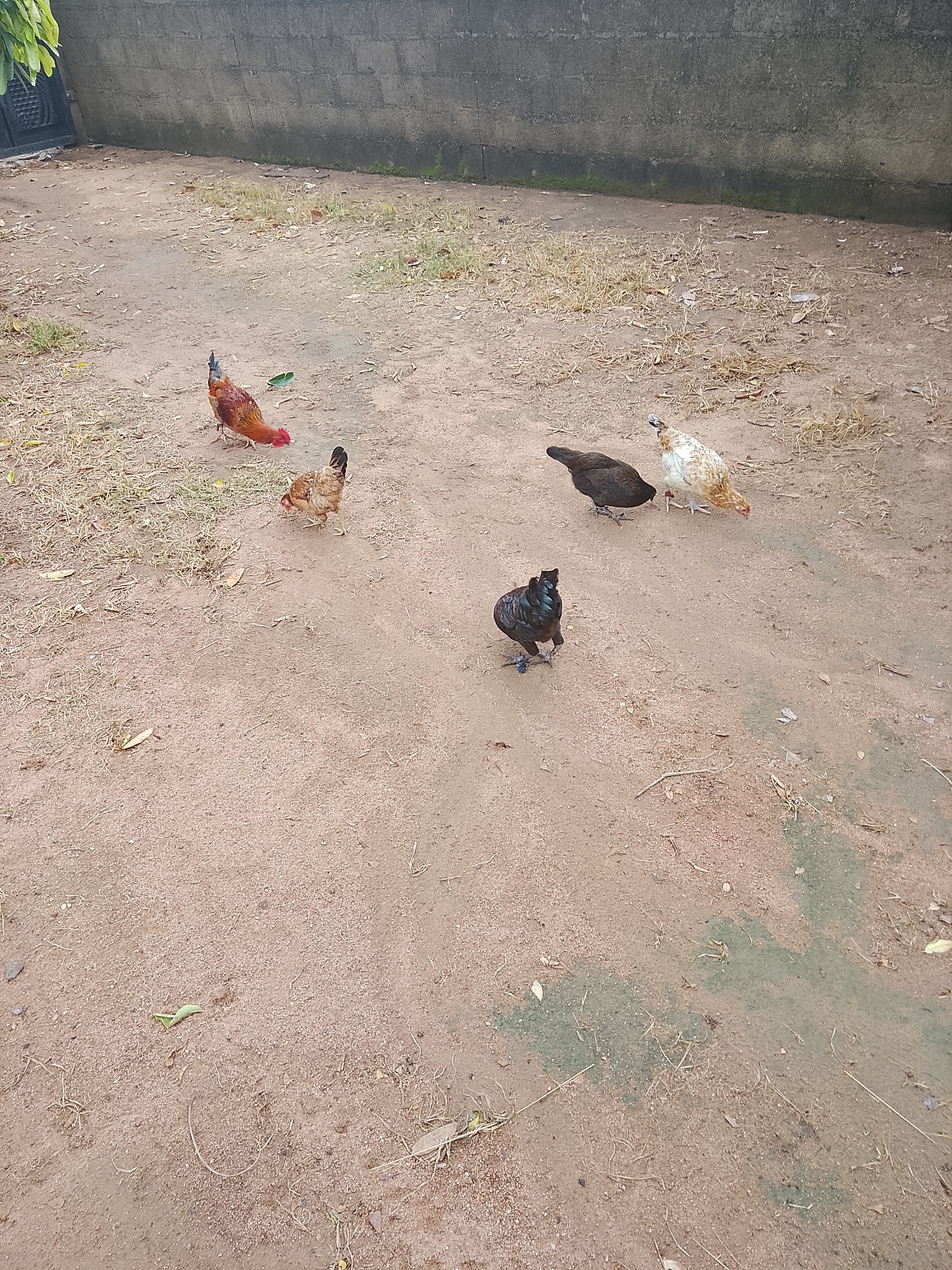A flock of five chickens are gathered on a dirt ground in a backyard. The chickens are of various colors, including brown, white, and black. Some of the chickens are pecking at the ground, while others are standing still. The background of the image features a concrete wall and some dry grass. The scene is likely in an urban or suburban environment. The location is Barikin Sibre, Nigeria.