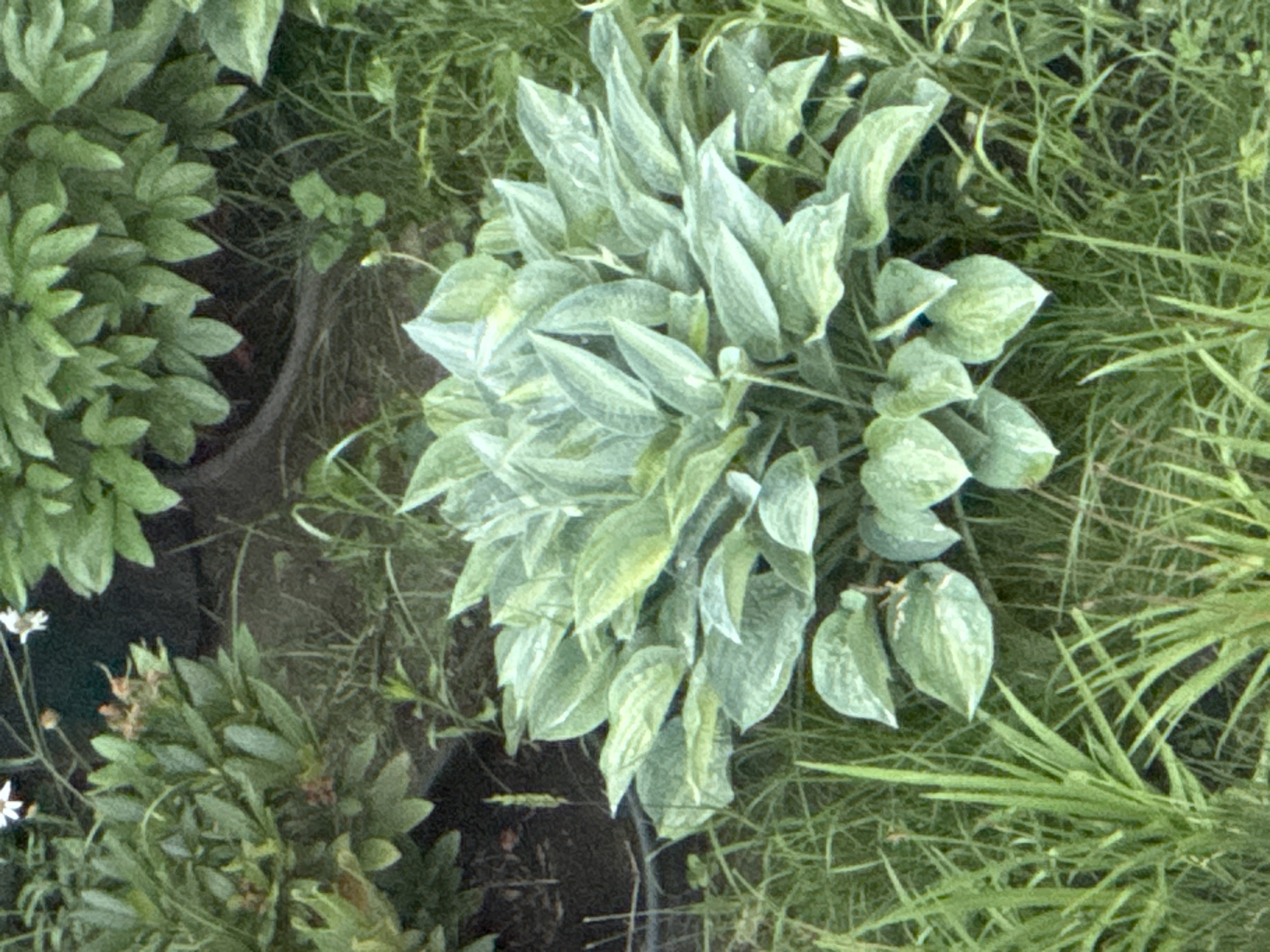 The image depicts a cluster of lush, green hosta plants with variegated leaves, growing in a garden setting. The hostas are the central focus, exhibiting a dense, mounded growth habit. Surrounding the hostas is a mix of grass and other greenery, suggesting a natural or well-maintained outdoor environment. The lighting appears to be natural daylight, casting soft shadows. No people or specific landmarks are visible, making it impossible to determine the exact location within Domodedovo, Russia, or to infer any specific actions or interactions. The scene is static and appears to be a snapshot of a garden.