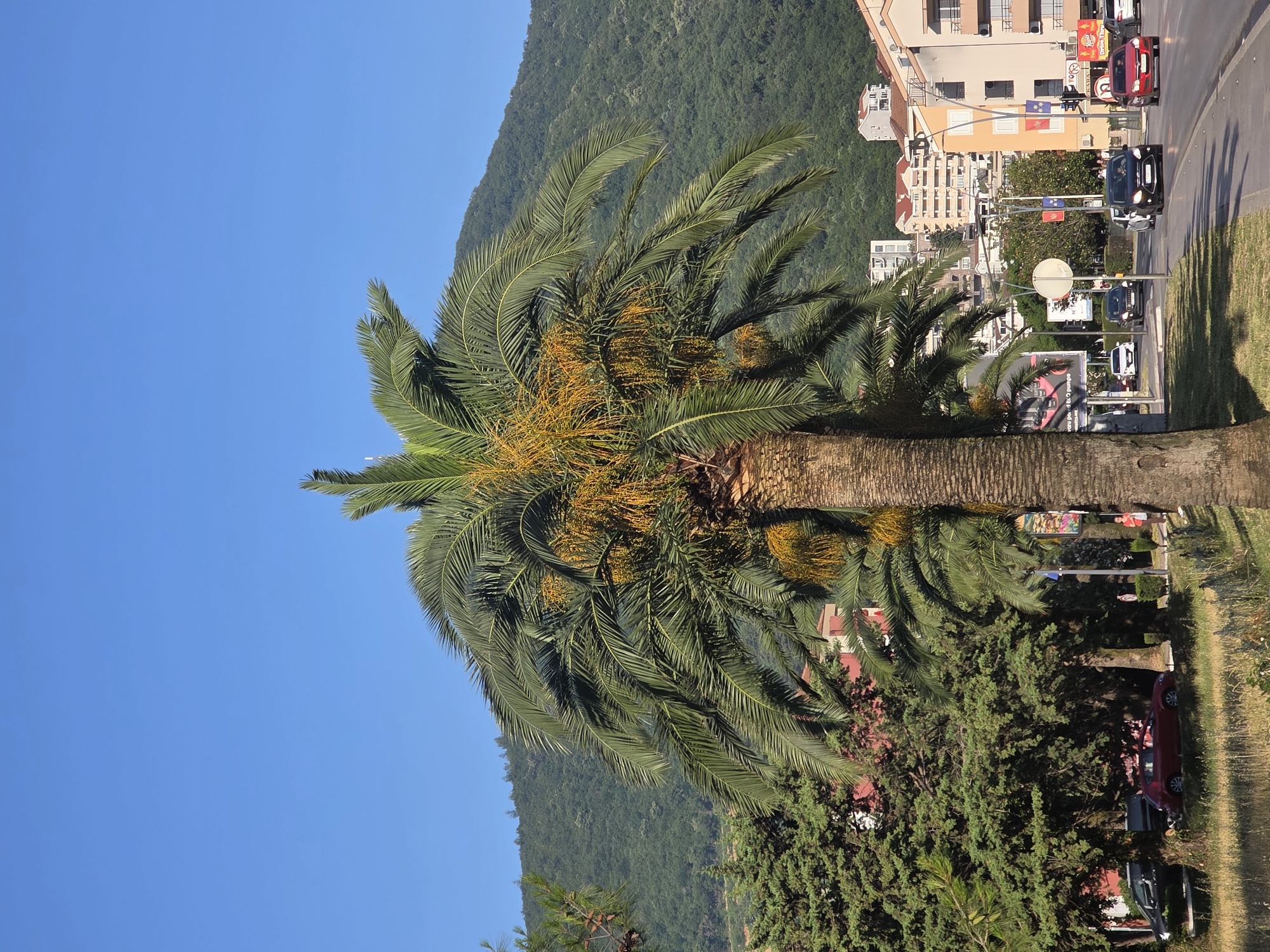 In Budva, Montenegro, a street scene unfolds under a clear blue sky, with a prominent palm tree dominating the foreground. The palm tree, with its mature, textured trunk and abundant fronds, some bearing clusters of small yellow flowers, stands on the left side of a road. To the left of the palm, a dense evergreen tree and a red car are visible parked on a grassy area adjacent to the road. The road itself is a two-lane thoroughfare with moderate traffic, including a red car, a black car, and several other vehicles moving in both directions. Buildings, featuring light-colored facades and red roofs, line the right side of the street, with a lush, green, tree-covered mountain rising in the background. A traffic light, street signs, and a few pedestrians on the sidewalk add to the urban ambiance. The overall scene is bathed in sunlight, casting shadows across the road and buildings, indicating it is likely daytime.