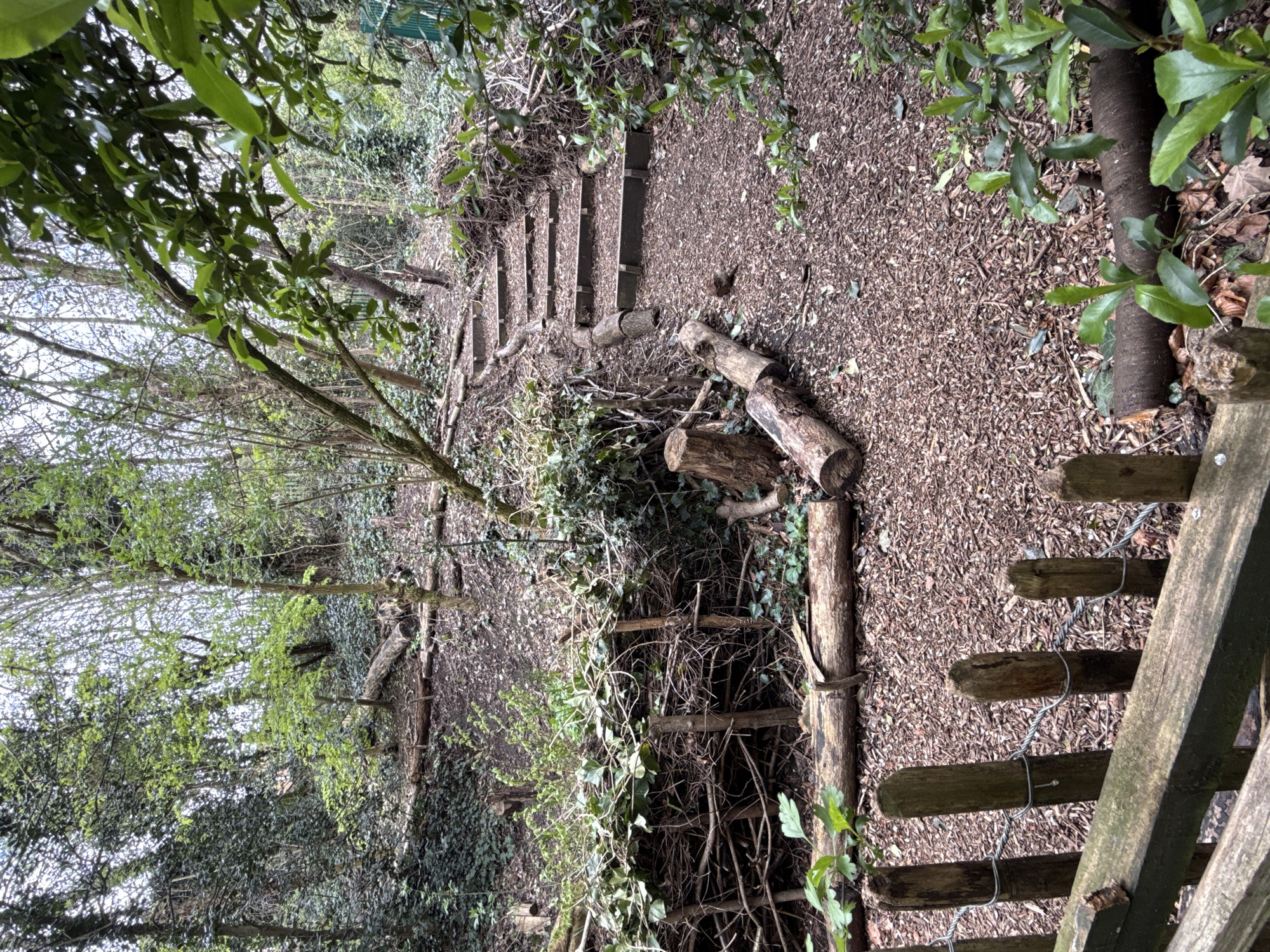 The image shows a wooded area in London, United Kingdom. A path covered in wood chips winds through the trees. Steps lead upwards, constructed from wooden planks and logs. A makeshift fence of branches and logs lines part of the path. A more formal wooden fence is visible on the right side of the image. The trees are a mix of bare and leafed varieties, suggesting early spring. Ivy covers the ground in places. No people or animals are visible.