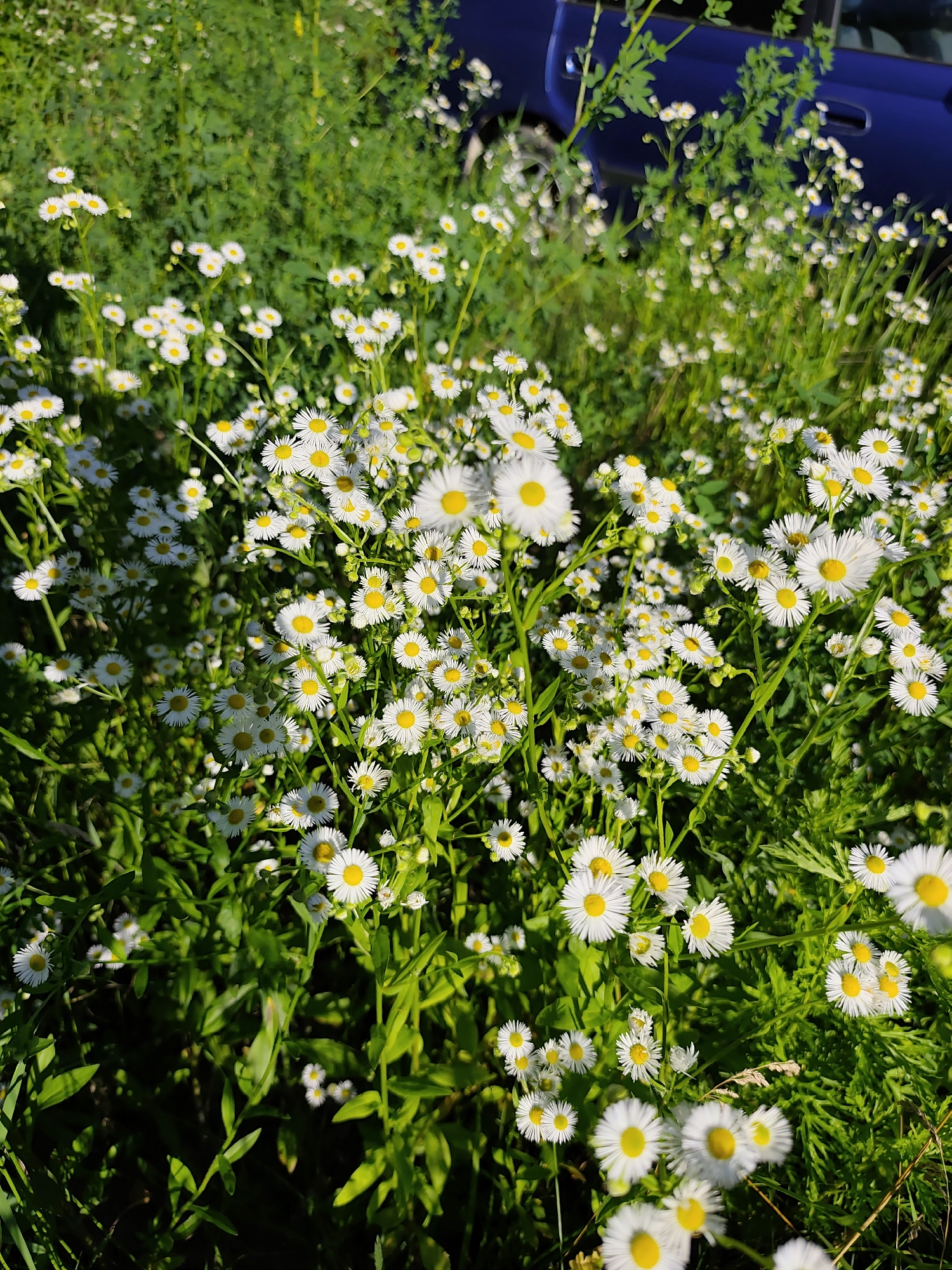 The image depicts a field of white daisies with yellow centers, growing densely amidst lush green foliage. The flowers are in full bloom, with some appearing slightly blurred due to the shallow depth of field. In the background, a portion of a dark blue vehicle is visible, suggesting the field is located near a road or parking area. The bright sunlight casts distinct shadows, indicating it is daytime, likely mid-morning or afternoon. The overall impression is one of a natural, sun-drenched scene, possibly in a rural or suburban setting in Bălți, Moldova. There is no visible text in the image.