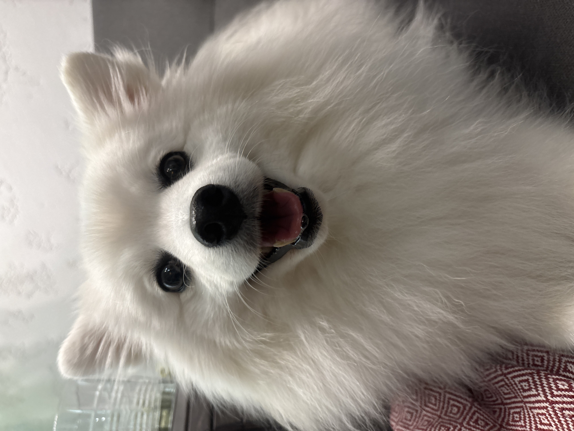 A close-up, head-on, eye-level shot shows a white Pomeranian dog with its mouth open and tongue slightly visible, appearing to be panting or smiling. The dog has black eyes, a black nose, and fluffy white fur. The background consists of a dark gray sofa and a hint of a red and white patterned cushion on the left side of the frame. There is a blurred background element that appears to be a clear glass container. The lighting is soft and diffused. The image was taken indoors. There is no information in the image to suggest a location in Kazan, Russia.