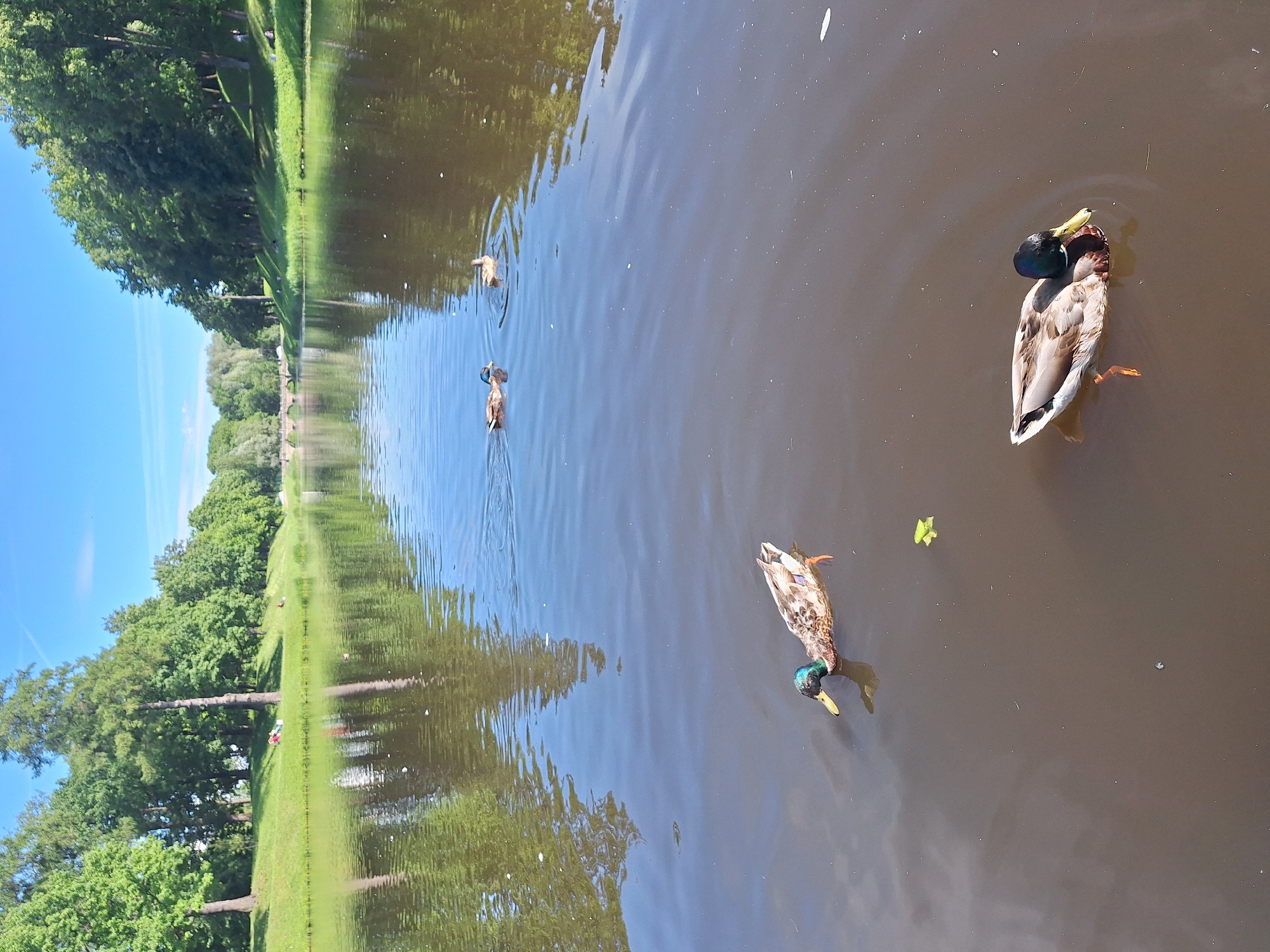 A group of mallard ducks swim in a body of water, likely a pond or lake, on a sunny day. The water is murky brown and reflects the surrounding greenery. The banks of the water are lined with lush green grass and mature trees, indicating a park or natural setting. In the distance, more trees and a clear blue sky are visible. One duck in the foreground is captured mid-stroke, its iridescent green head catching the sunlight. Another duck is slightly further away, its plumage detailed with brown and white. Two more ducks are visible in the middle distance. The overall impression is one of a peaceful, natural scene. The image is oriented vertically, with the water occupying the majority of the frame. The sunlight suggests it is midday. No text is visible in the image.