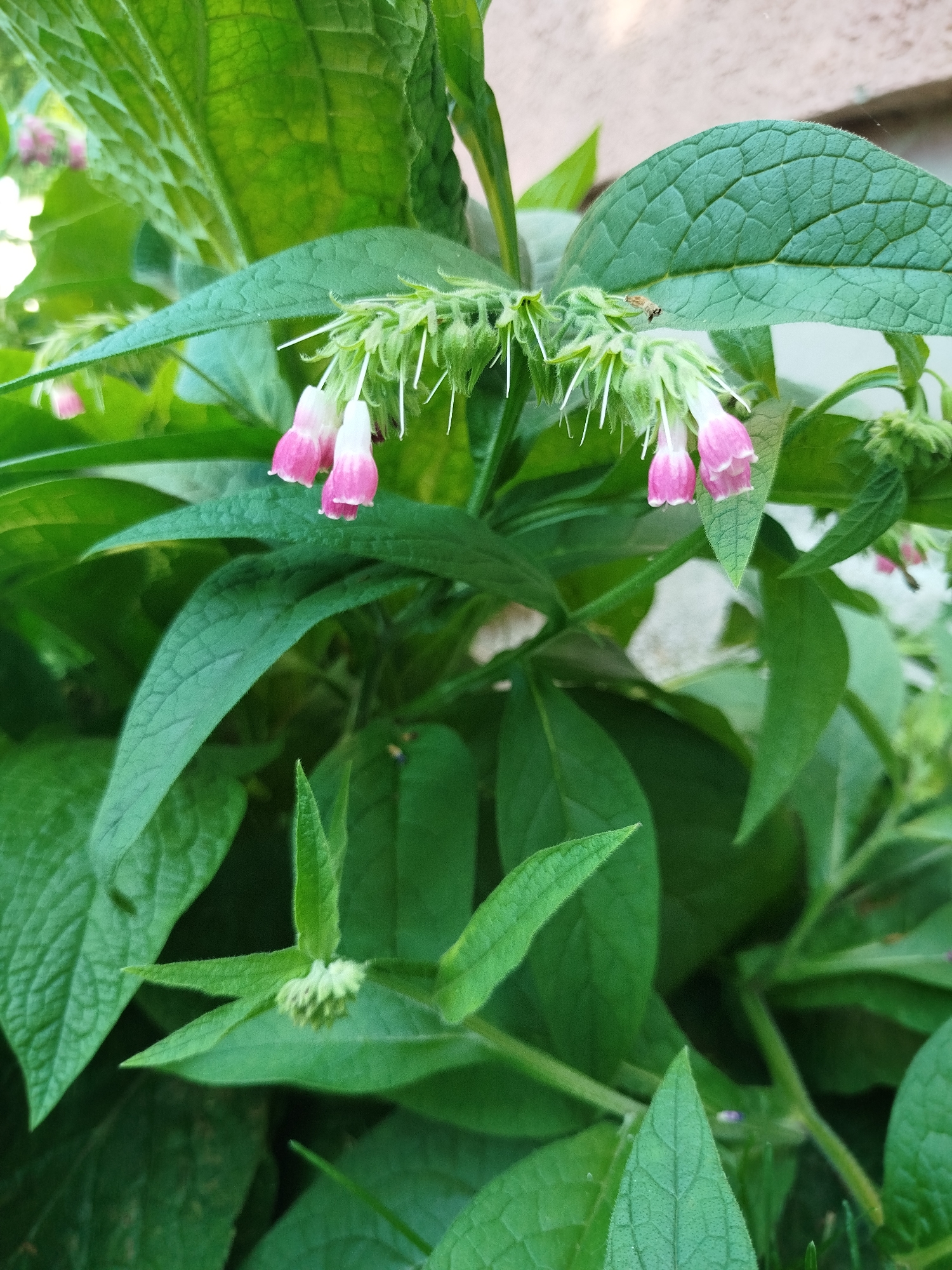 A close-up, eye-level shot captures a cluster of blooming comfrey plants with vibrant green leaves and delicate pink and white tubular flowers hanging downwards. The flowers are clustered along a green stem, with some appearing to be in bud. The textured surface of the leaves is visible, showing prominent veins. The background is softly blurred, with hints of a light-colored wall and more foliage. The image is composed of natural elements, with no humans or man-made objects in clear view, suggesting it was taken outdoors in a garden or natural setting in Navapolatsk, Belarus.