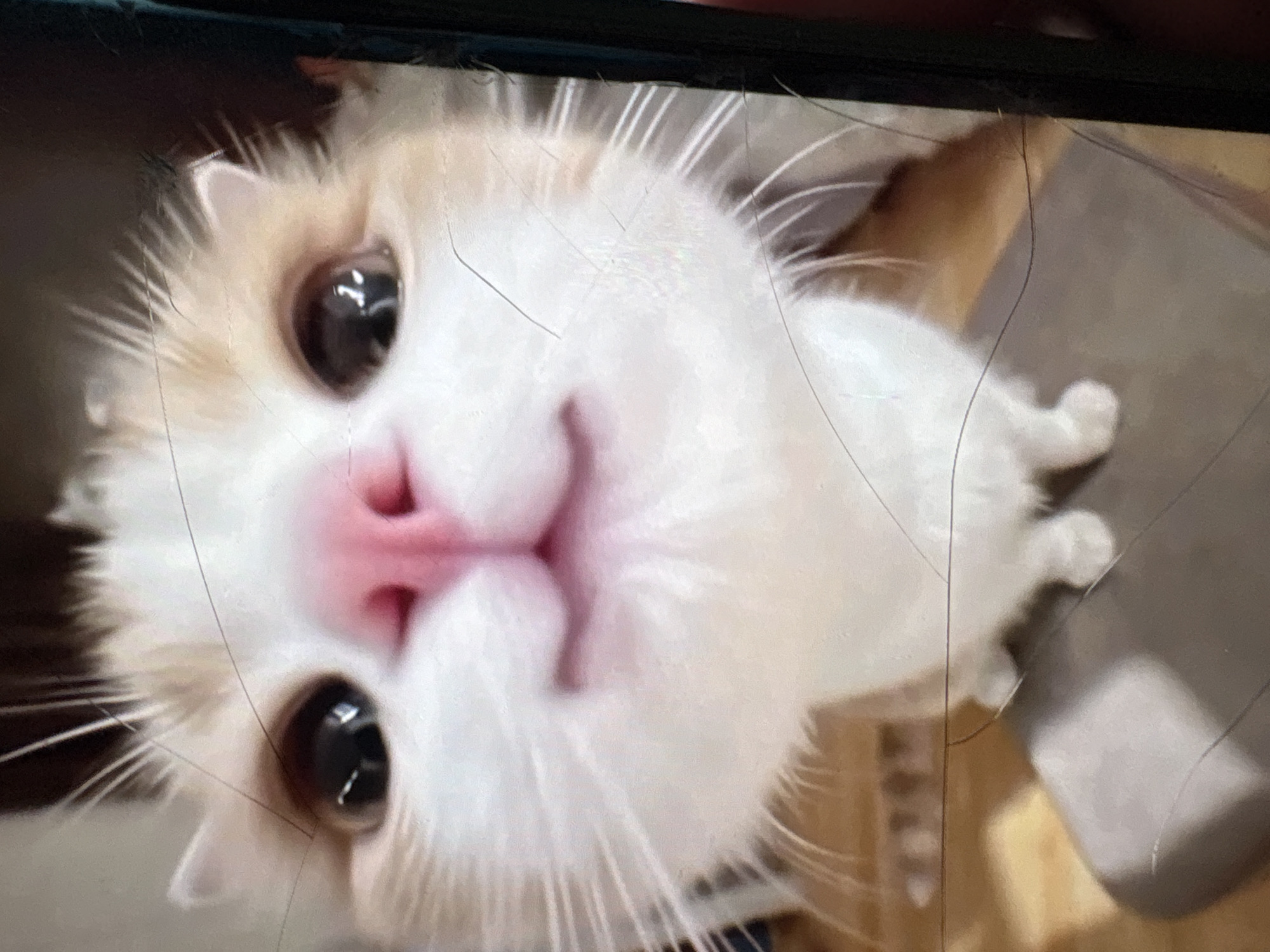 A close-up, wide-angle shot captures a white and orange cat's face, its eyes wide and black, and its pink nose prominent. The cat is positioned very close to the camera, creating a distorted, fisheye-lens effect. Its whiskers are fanned out, and the top of its head is partially visible, showing patches of orange fur. The background is blurred, but appears to be an indoor setting with wooden flooring and a light-colored surface in the foreground. The image quality is degraded by numerous fine, linear scratches across the surface, possibly from a protective screen or a damaged photograph. No specific details indicating the location in Атамекен кенттік әкімдігі, Kazakhstan, are present in the image.
