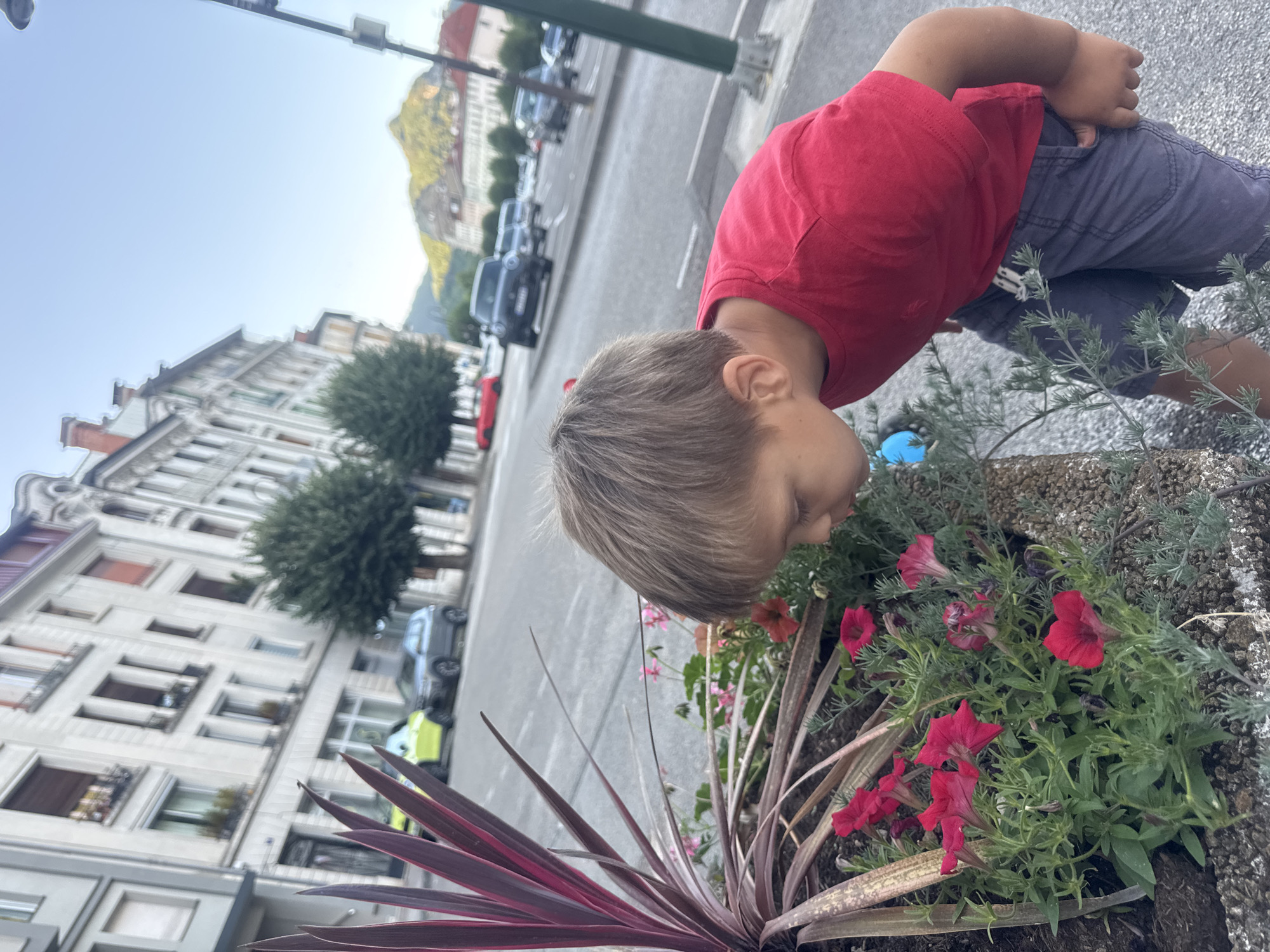 A young boy in a red t-shirt and grey shorts is bending down to smell red flowers planted in a raised planter on a city street. The planter is in the foreground on the left side of the image. Behind the planter, a street with parked cars and buildings is visible. The buildings are multi-story structures with light-colored facades. The sky is clear and blue. In the distance, a hillside covered with trees and buildings can be seen. The scene appears to be a street in the city of Saint-Claude, France.