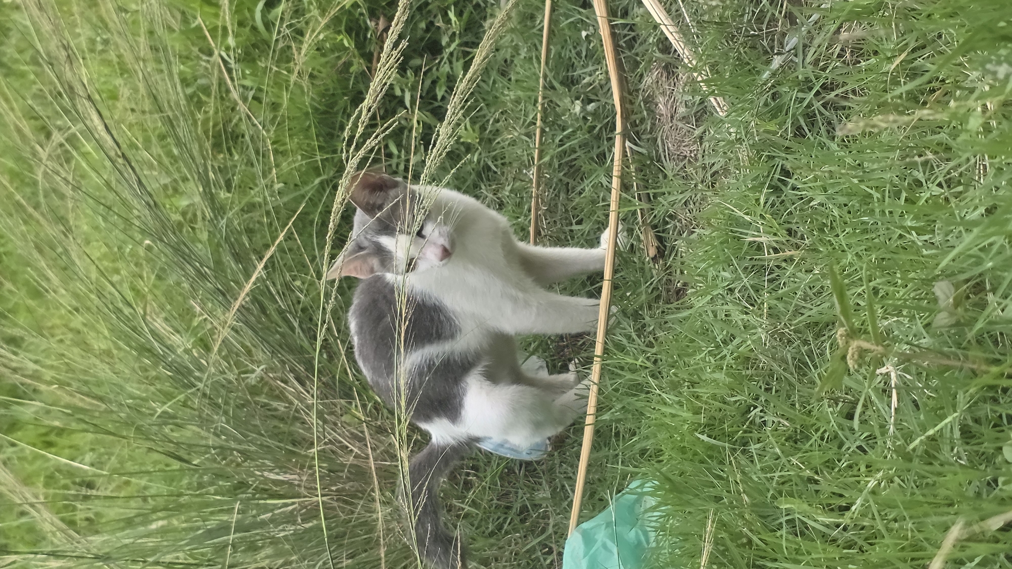A small gray-and-white cat is sitting in tall green grass, with some dry brown stems interspersed. The cat is contorted, seemingly scratching or grooming itself. A small piece of blue fabric and a green plastic bag are visible in the lower part of the image near the cat. The location is outdoors and appears to be a grassy area in Lhokseumawe, Indonesia.