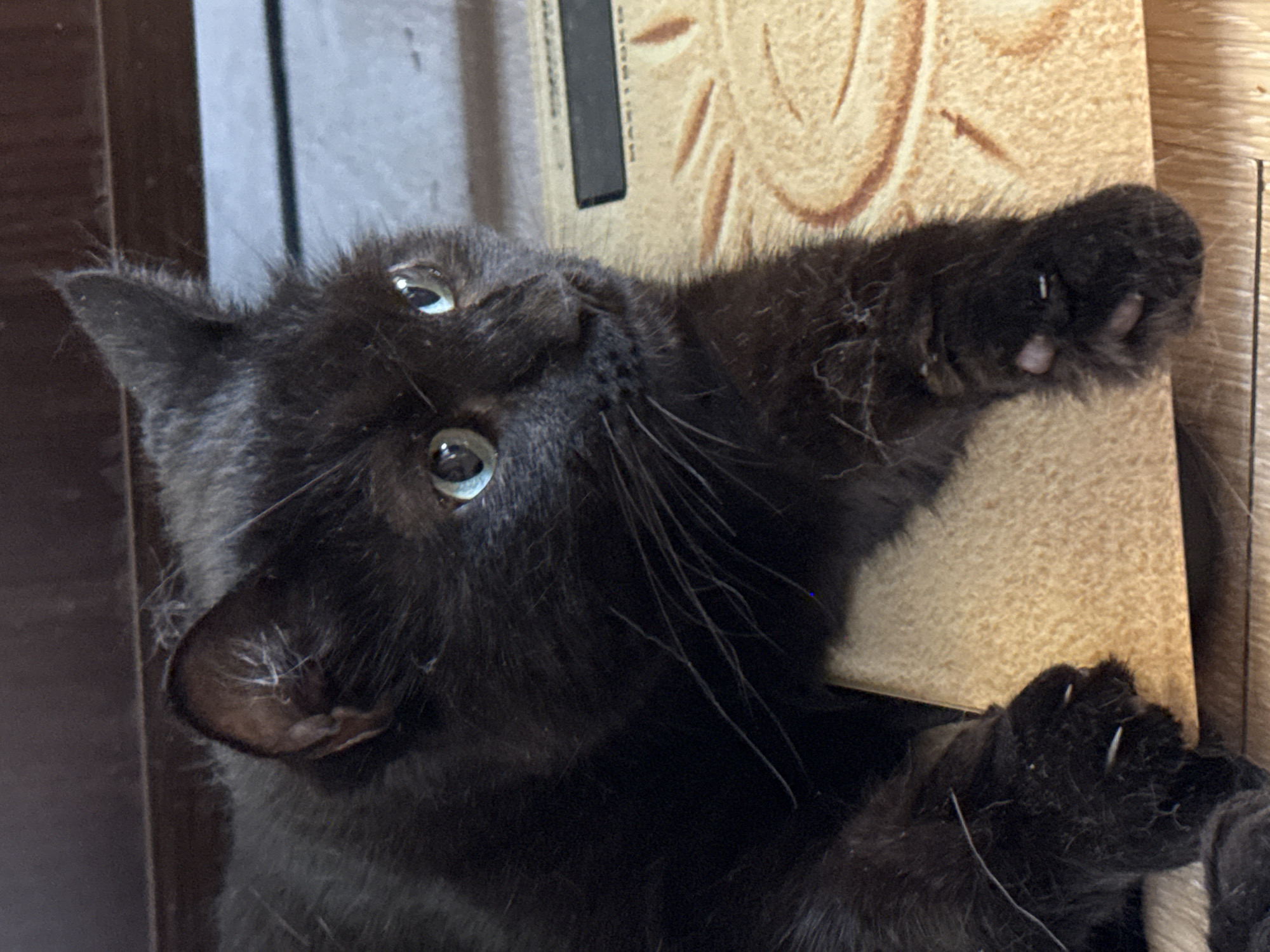 The image shows a close-up of a black cat with green eyes lying on a textured surface, possibly a scale or a mat, with a wooden shelf in the background. The cat's fur appears slightly disheveled, and some white hairs are visible on its ears and paws. The cat's front paws are resting on the surface, and its claws are extended, indicating it might be scratching or preparing to scratch. The cat is looking to the right of the frame with its head turned. The lighting in the image is soft, highlighting the cat's features. There are no people visible in the image. The scene appears to be indoors, in a residential setting. The location in Bishkek City, Kyrgyzstan, cannot be determined from the image itself.