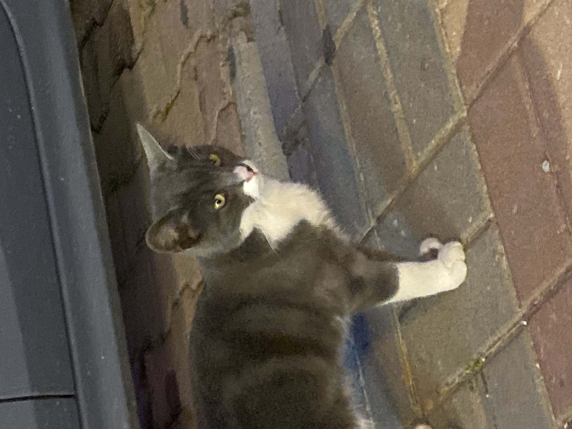 A gray and white cat lies on a brick sidewalk, next to a dark-colored vehicle or object. The cat is lying on its side with one paw extended. The background suggests an urban environment, possibly a street or a courtyard. The location cannot be confirmed as Alanya, Turkey, based solely on the image.