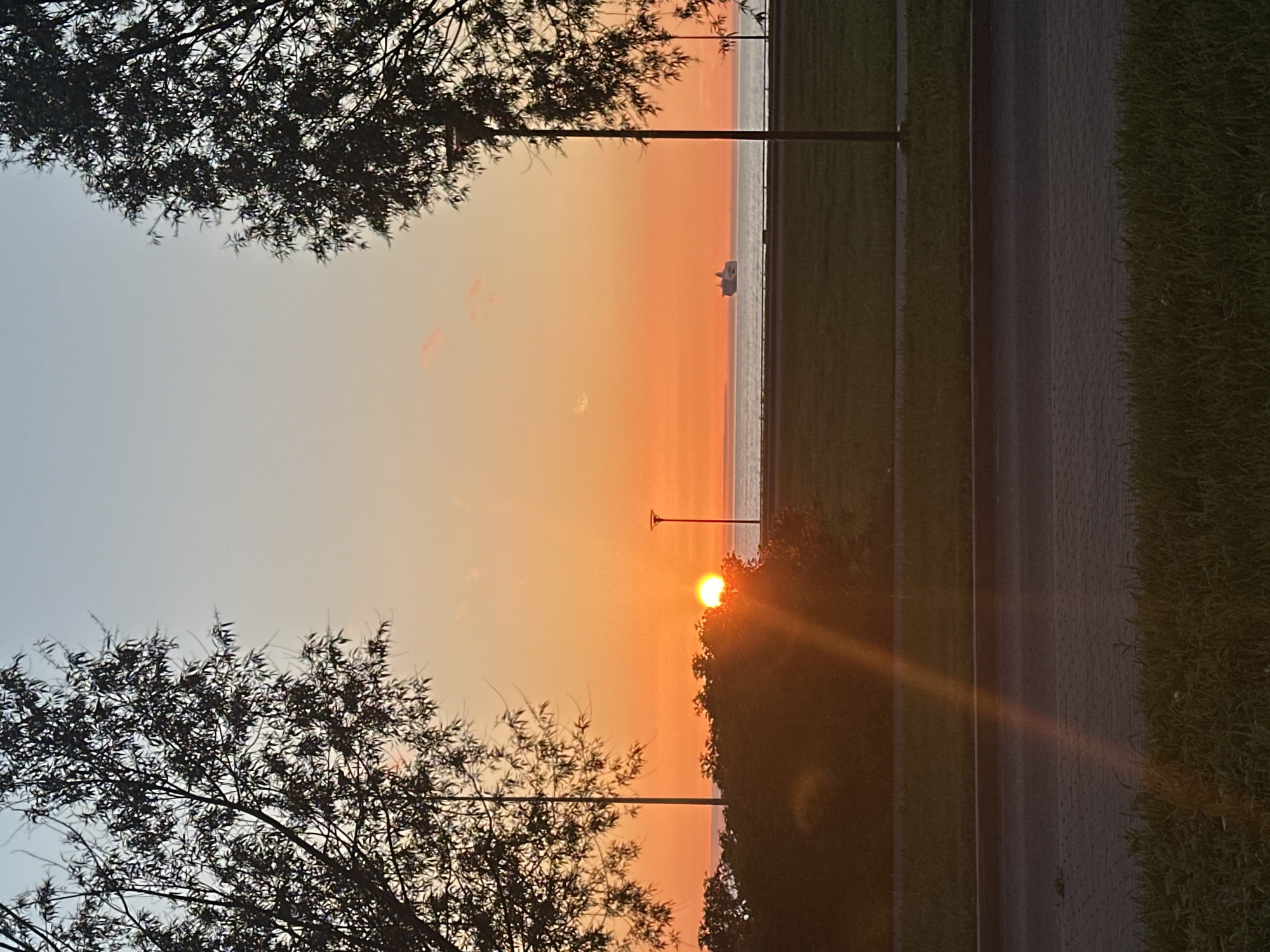 This image captures a coastal sunset or sunrise scene in Tallinn, Estonia, likely observed from a park-like area adjacent to a road, such as along Pirita tee. The sky displays a clear gradient, transitioning from a light blue at the top to a vibrant orange at the horizon. The sun, a bright, intense orange orb, is partially obscured by dense, dark green bushes on the left side of the horizon, casting a distinct diagonal lens flare downwards and to the left.
A calm expanse of water, presumably the Baltic Sea, extends across the mid-ground horizon. A large vessel, possibly a ferry or cargo ship, is visible in the distance on the right, silhouetted against the orange sky. The foreground features a dark grey asphalt road or pathway, bordered by a section of lighter grey paver stones, and flanked by manicured green grass.
The scene is framed by two prominent deciduous trees with dark, silhouetted branches and leaves: one on the far left, its branches extending into the upper left quadrant, and another less dense tree on the upper right. Two slender, dark streetlights or lamp posts are present: one partially obscured on the left, and another standing upright in the mid-ground on the right. The overall environment appears tranquil and devoid of human activity.